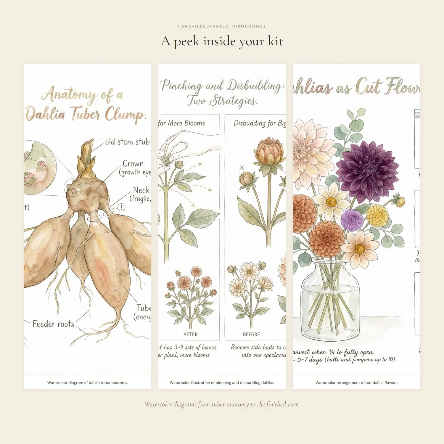 dahlia-growing-guide-3-interior.jpeg
