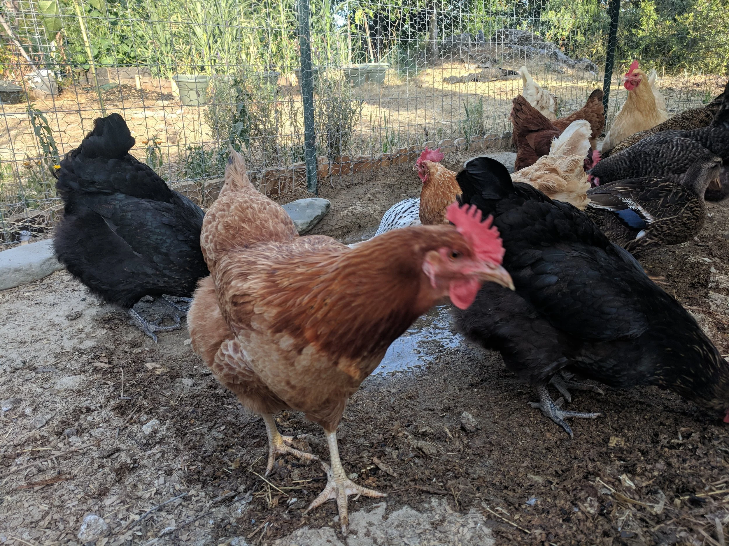 Keeping Your Flock Cool in Santa Cruz County Summer Heat