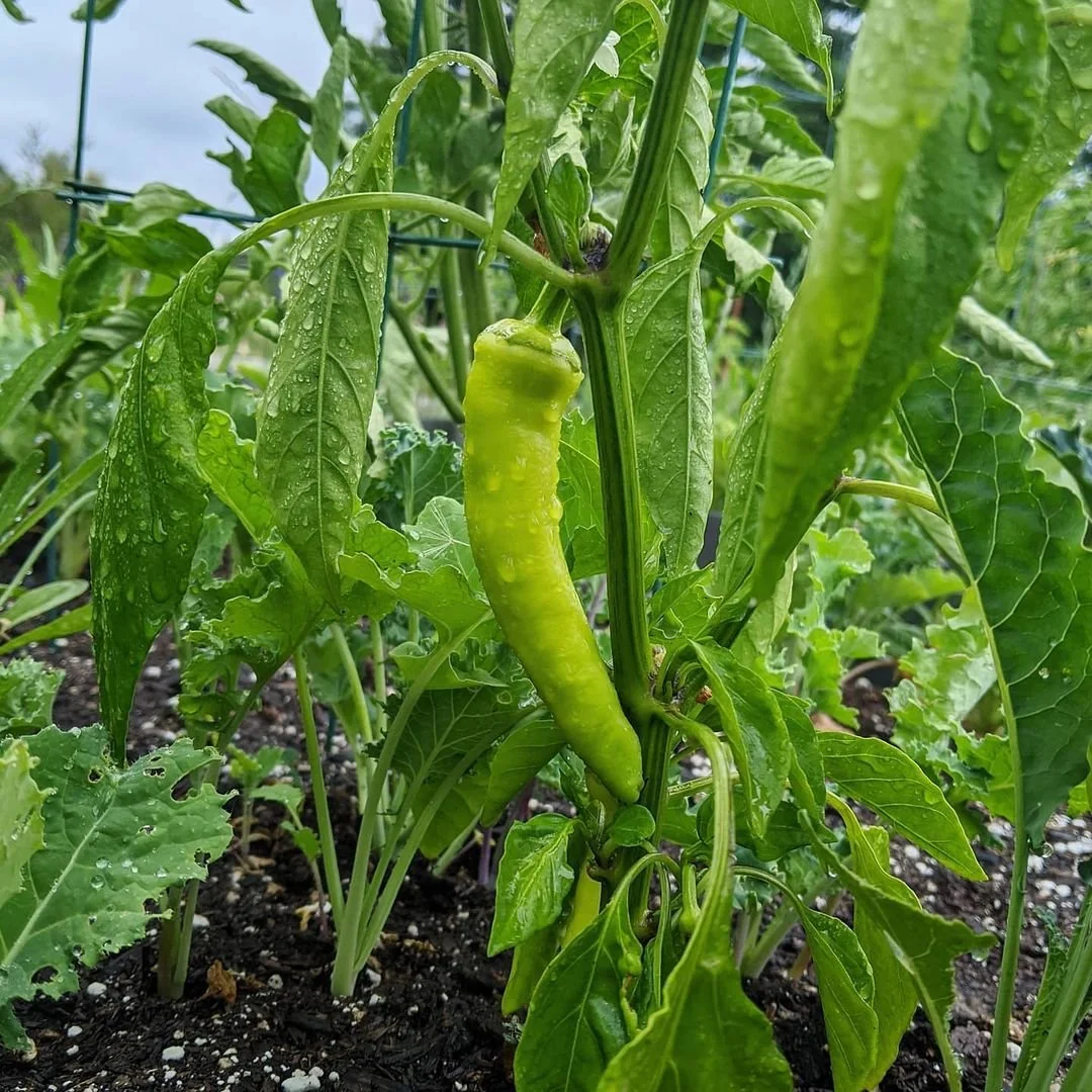 12 Companion Plants That Boost Pepper Plants in California
