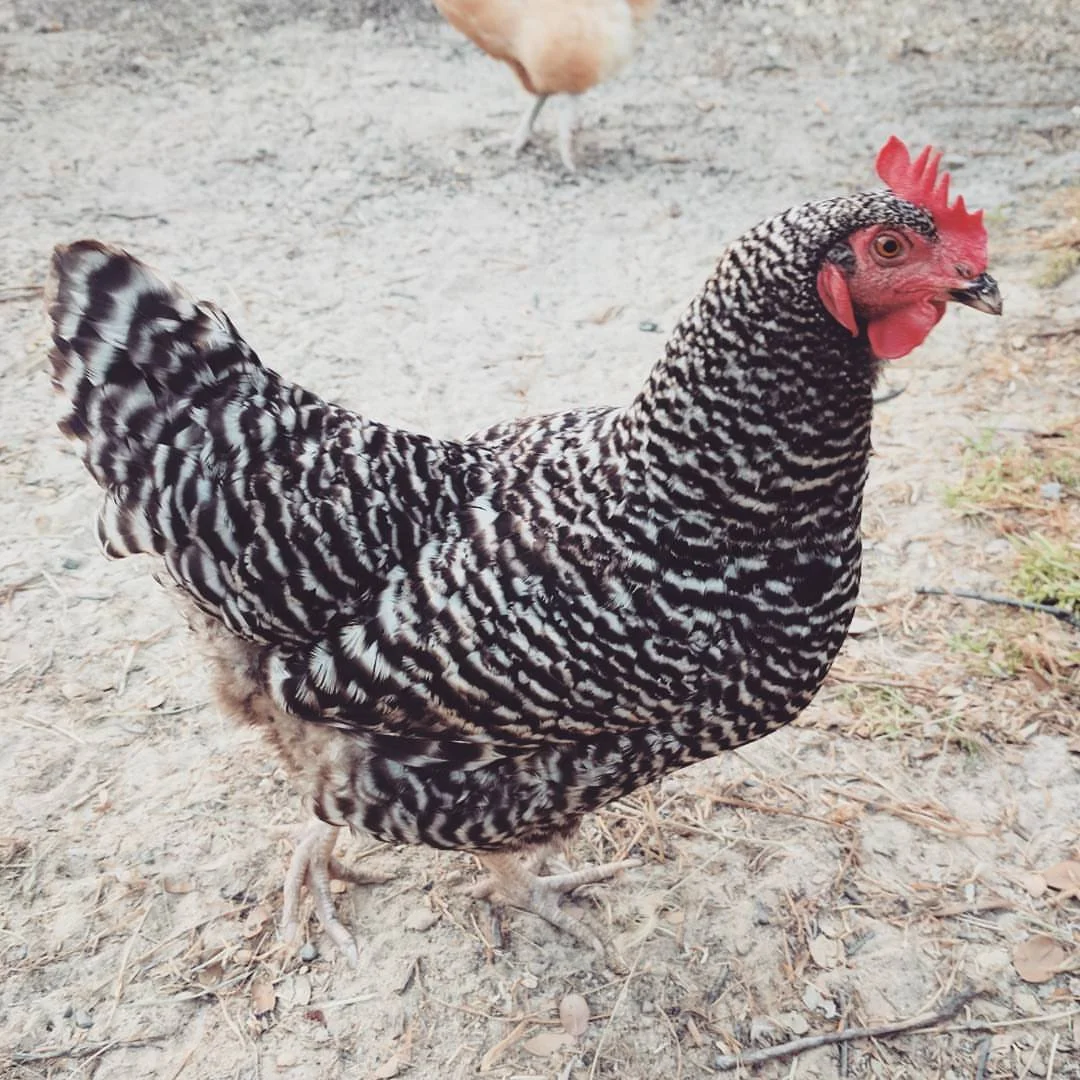Why Is My Chicken Sneezing?