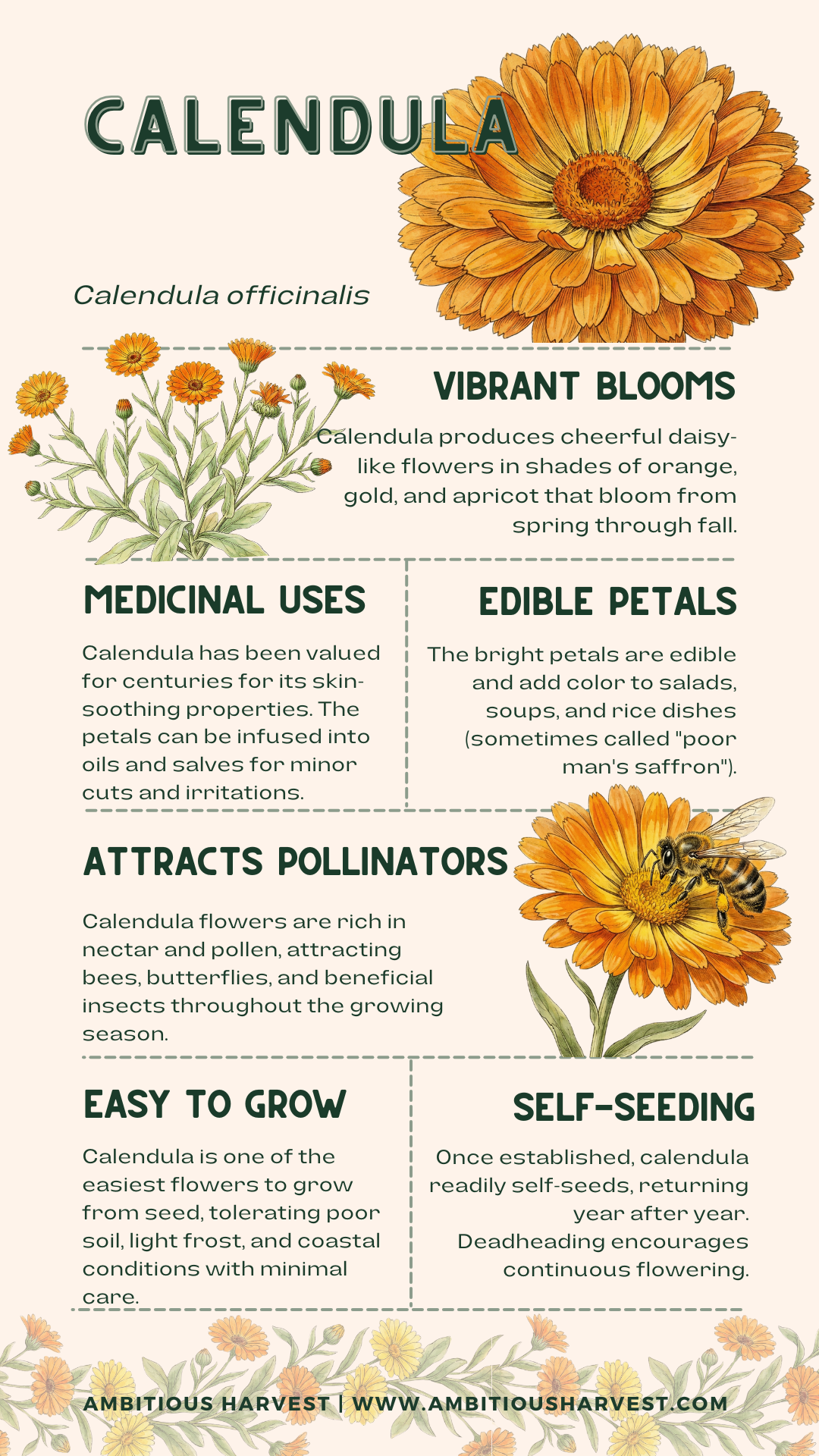 Ambitious Harvest Calendula Infographic