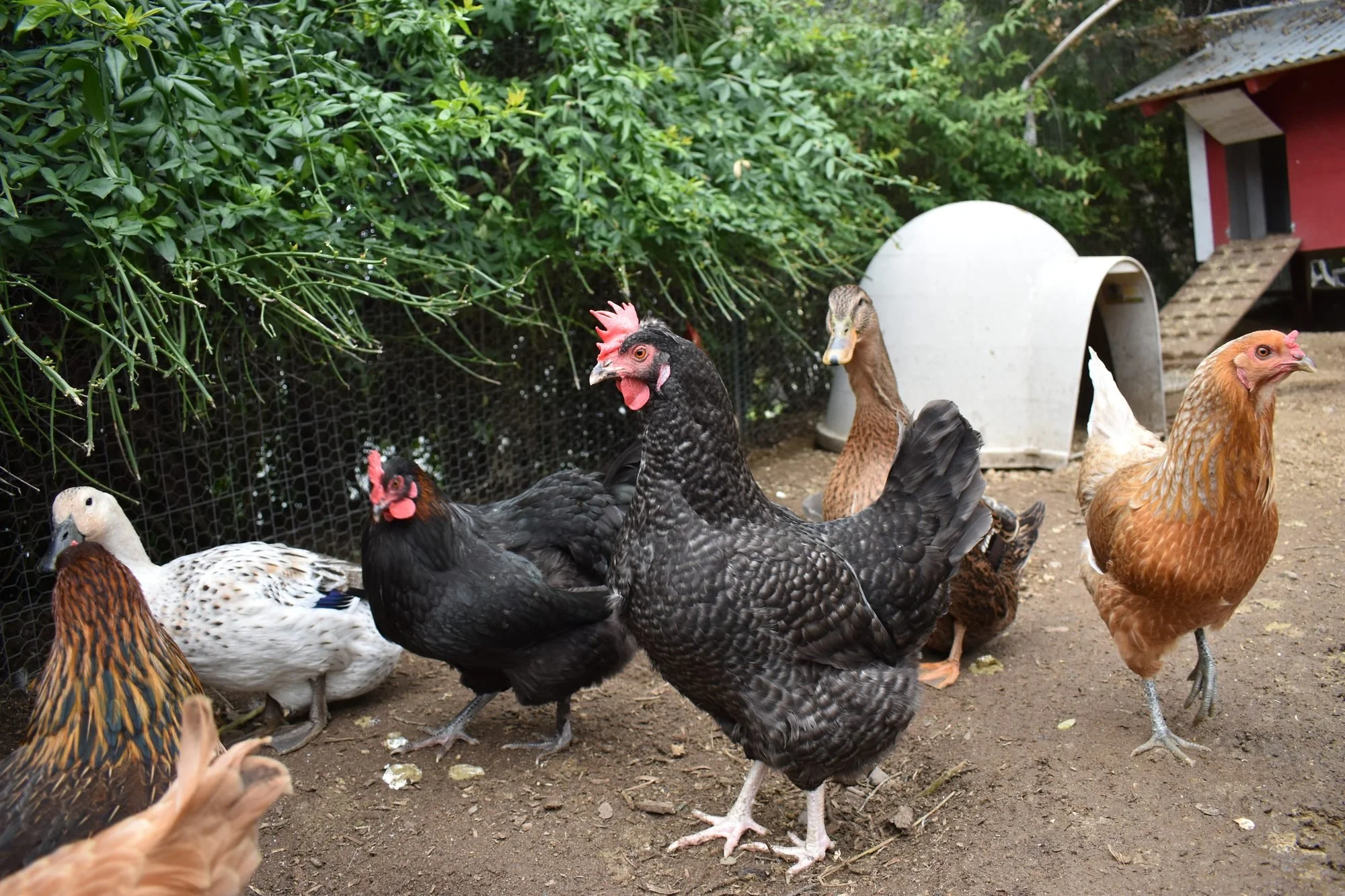 The Garden Coop