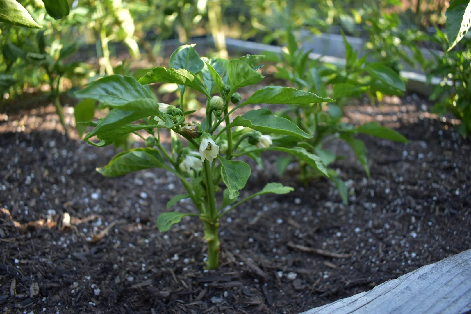 Starting Peppers from Seed in Santa Cruz County: Access Better Varieties