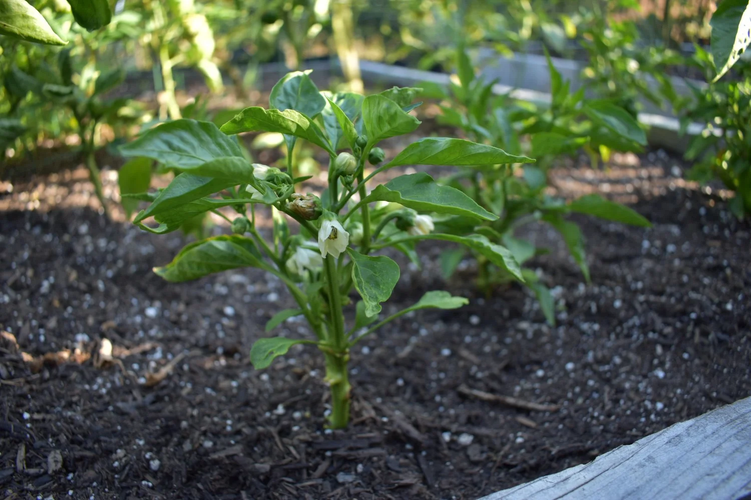 Growing Jalapenos in the Pajaro Valley