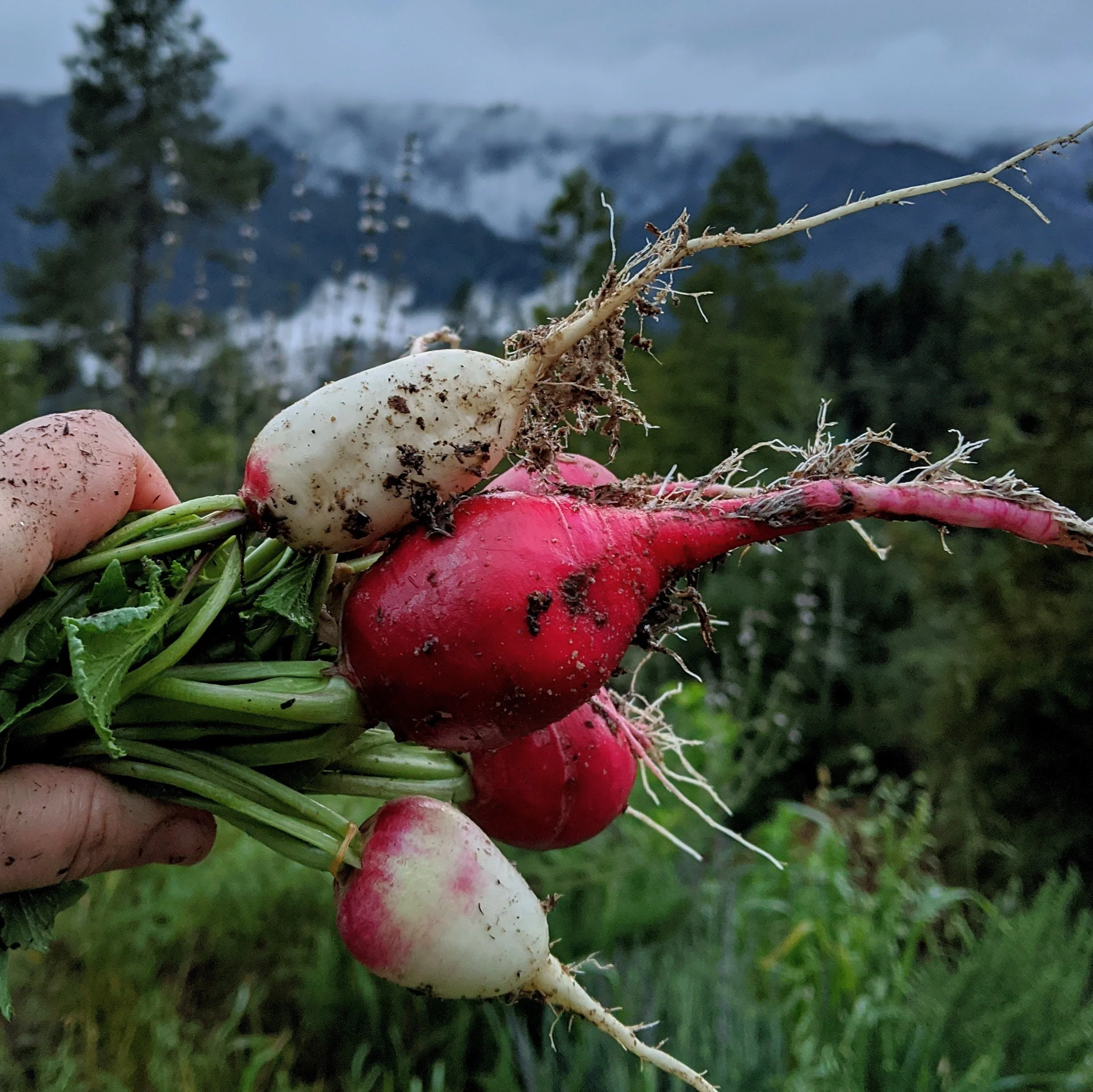 How to Plant a Peter Rabbit Storybook Garden with Kids