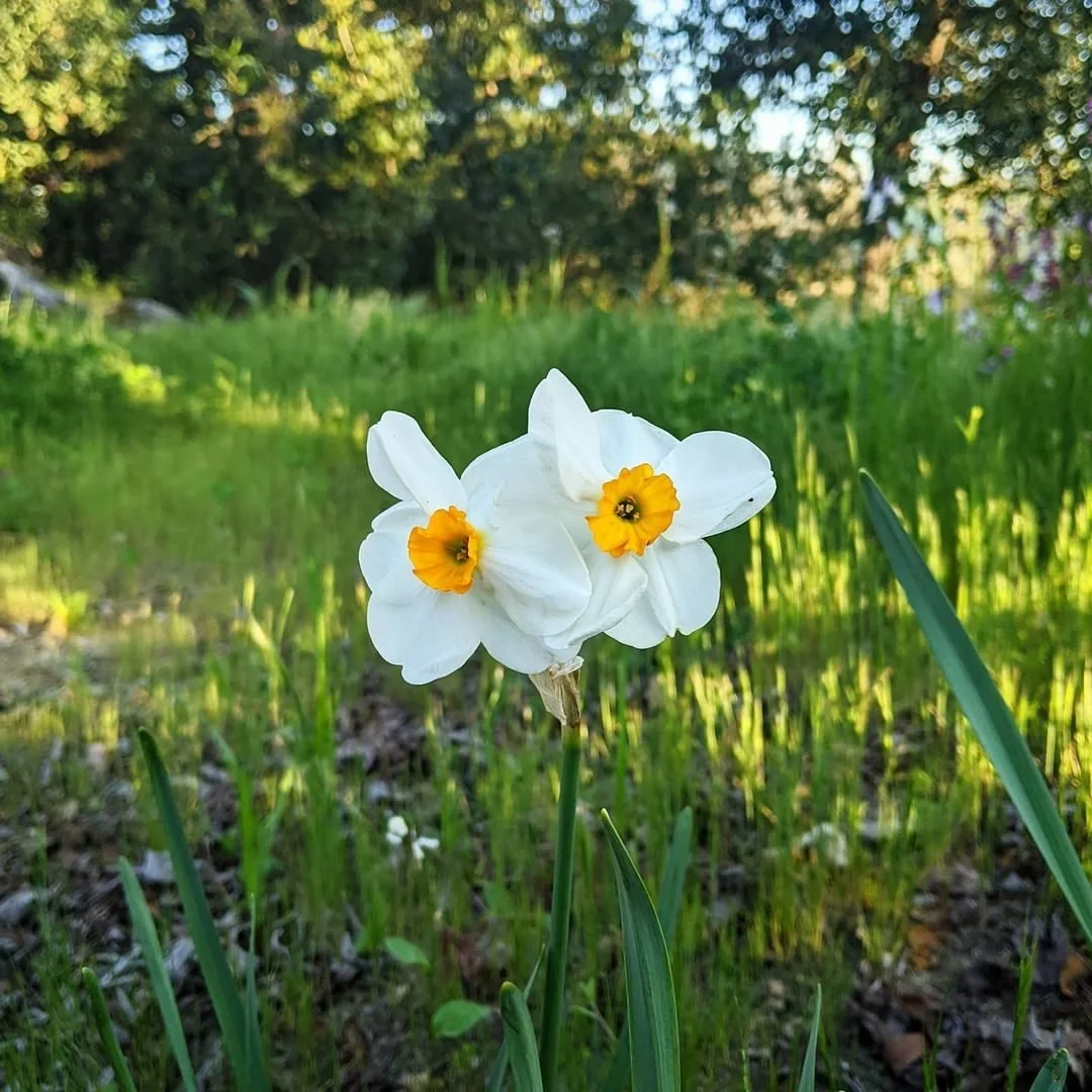 Planting Fall Bulbs on the California Central Coast: What Works, What Needs Chilling, and What the Gophers Will Find