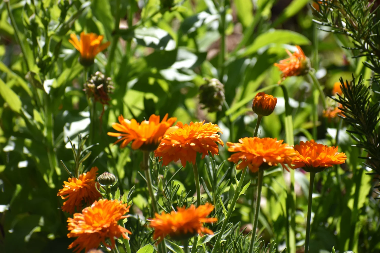 Growing Calendula in Santa Cruz: The Easiest Medicinal Flower for Your Garden