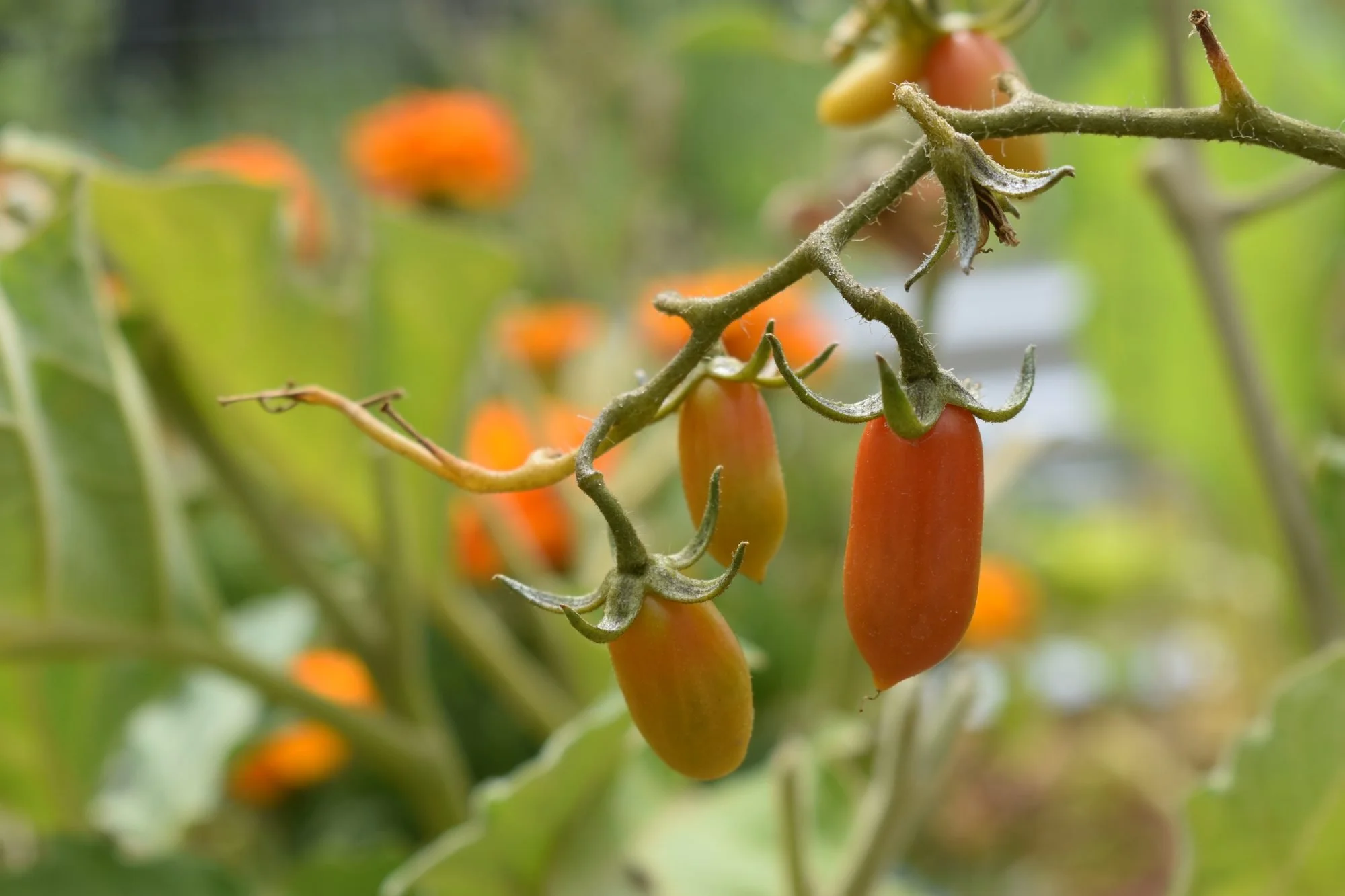 Canning and Preserving Tomatoes in California: A Safety-First Guide for Santa Cruz Gardeners