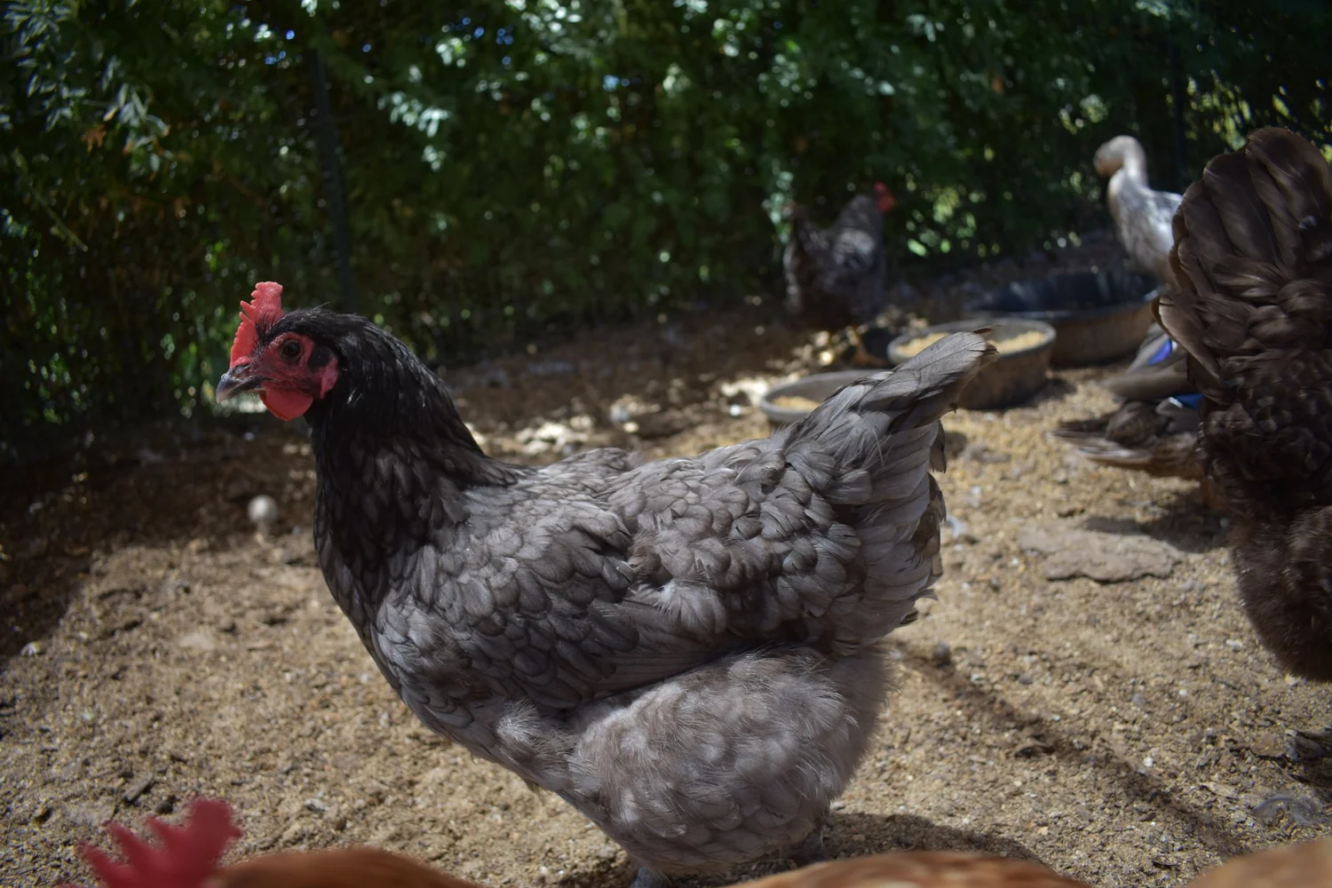 Should I Worry About Bird Flu in My Backyard Flock?