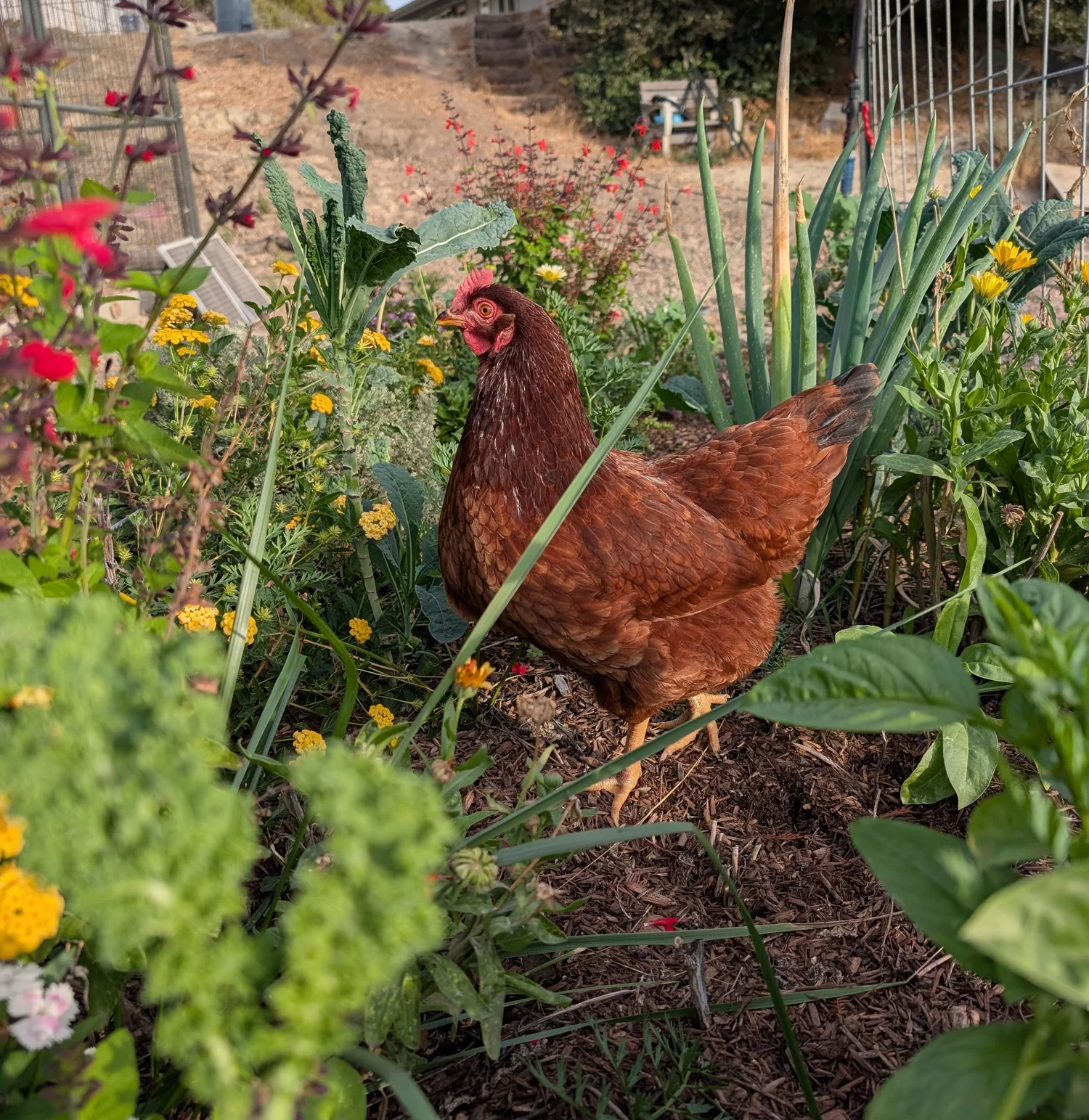 Best and Worst Garden Plants for a Free-Range Flock