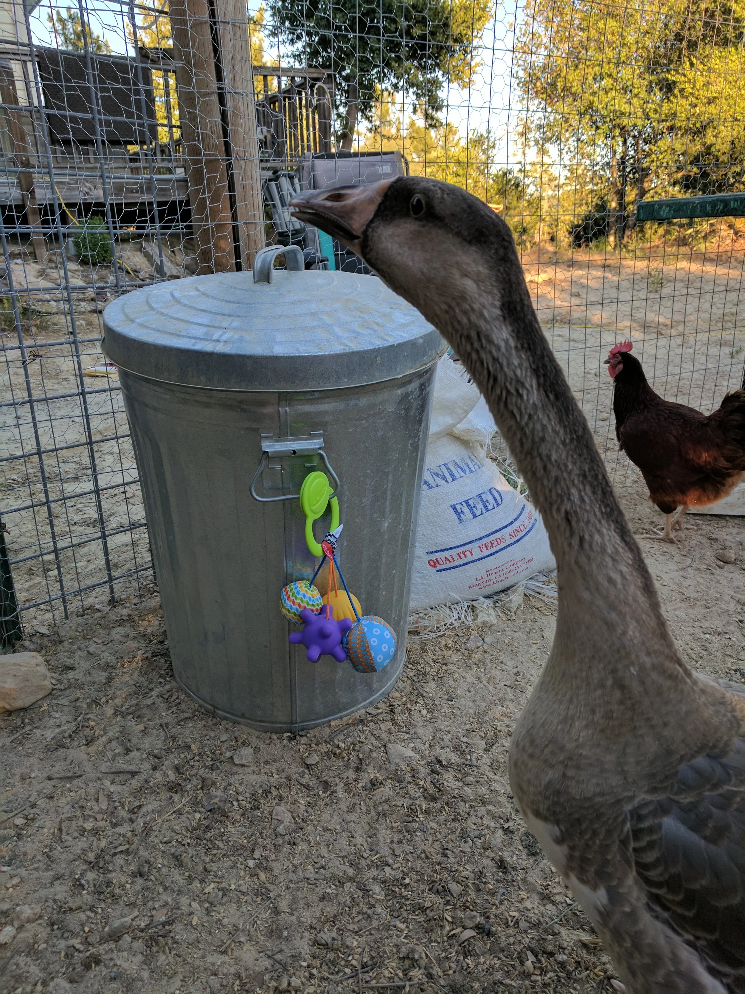 Can One Goose Protect a Backyard Flock?