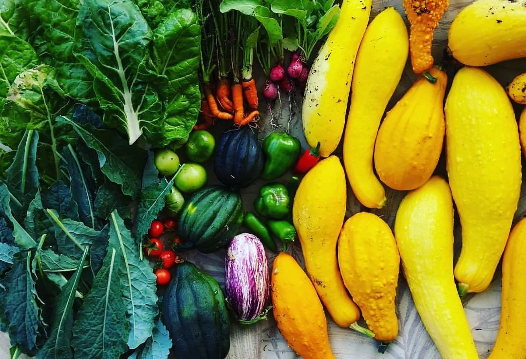 What Are the First Five Vegetables a Beginner Should Grow in Santa Cruz?