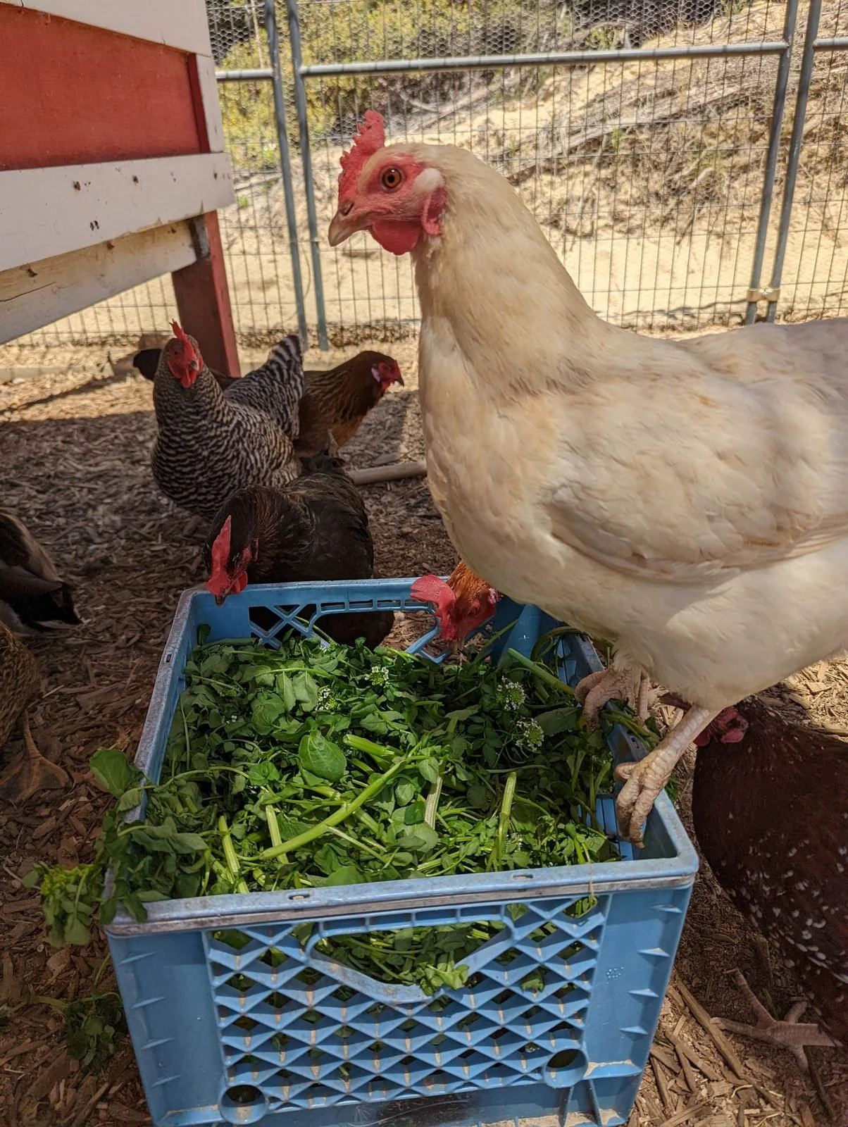When Do Young Hens Start Laying Eggs?