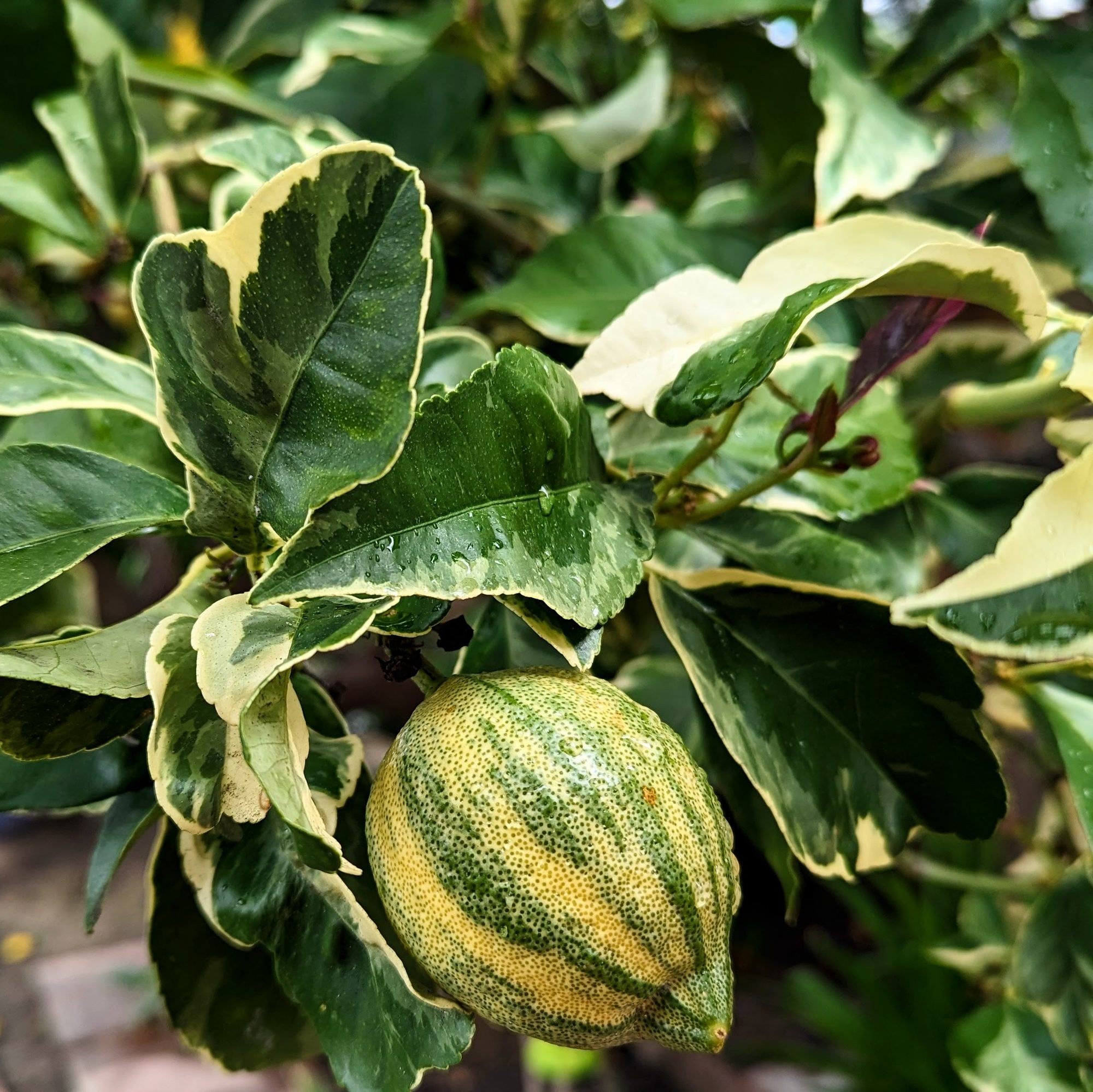 Growing Eureka Lemons in the San Lorenzo Valley
