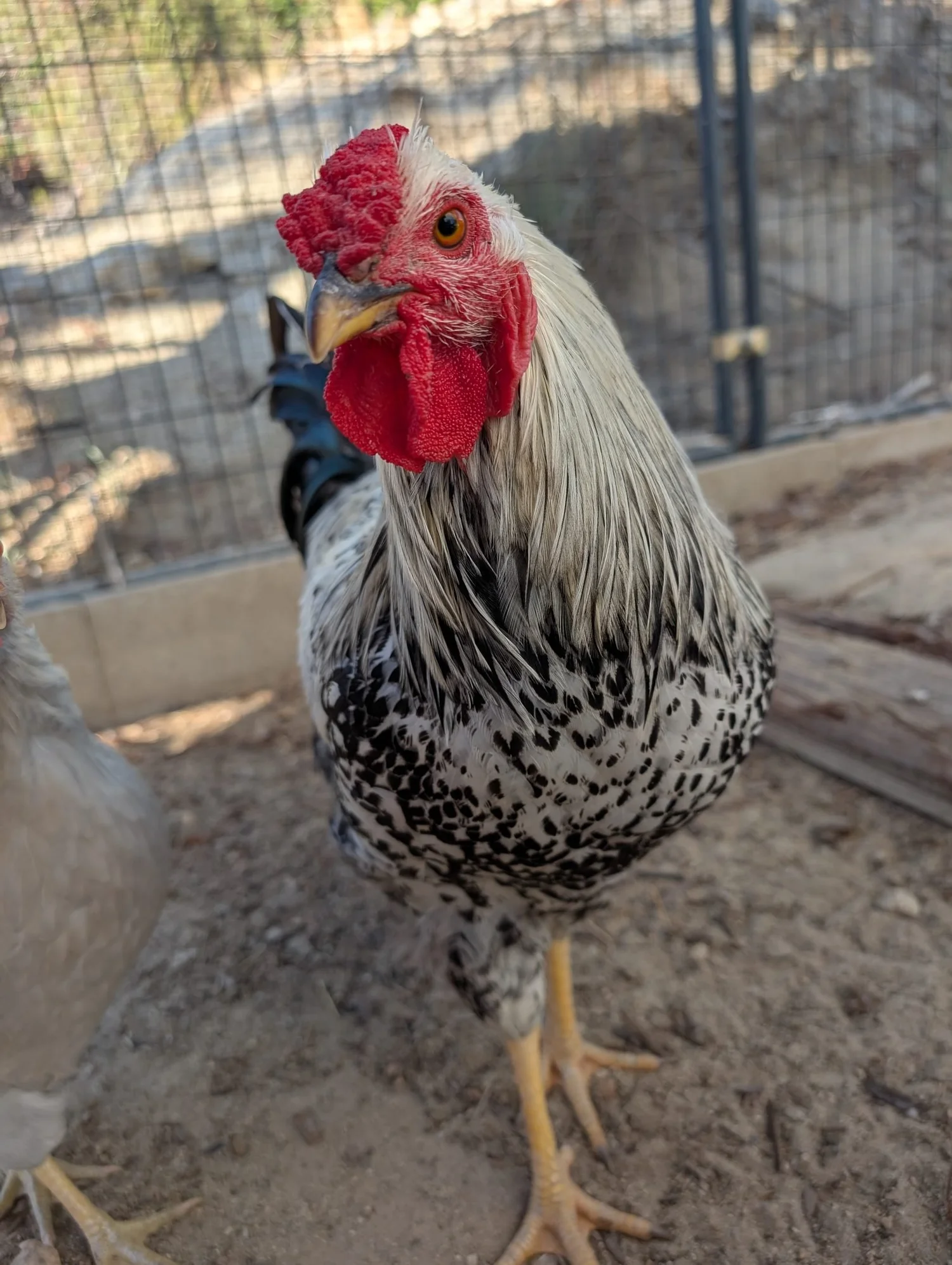 Heritage and Rescue Chicken Breeds for Santa Cruz