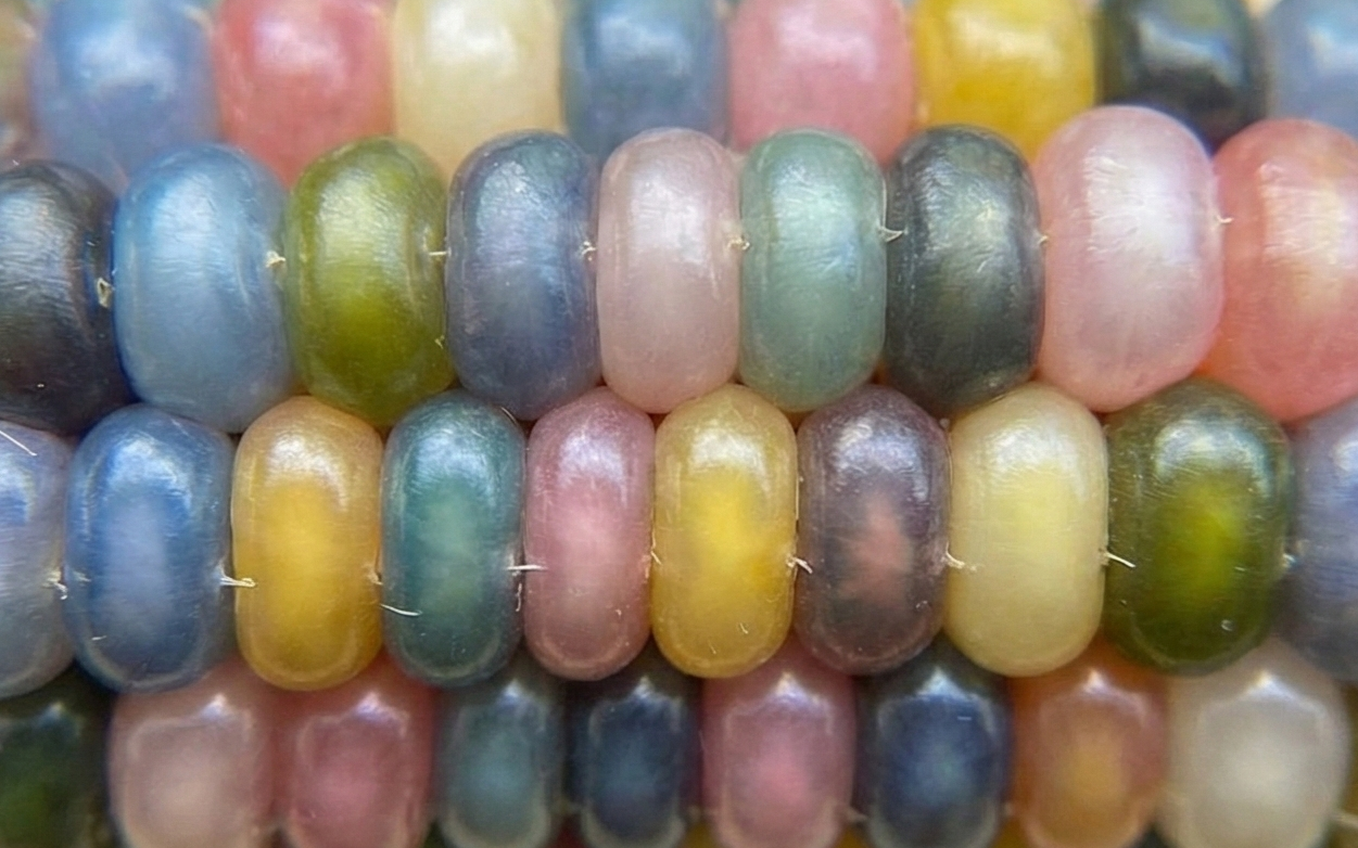 Glass gem corn kernels