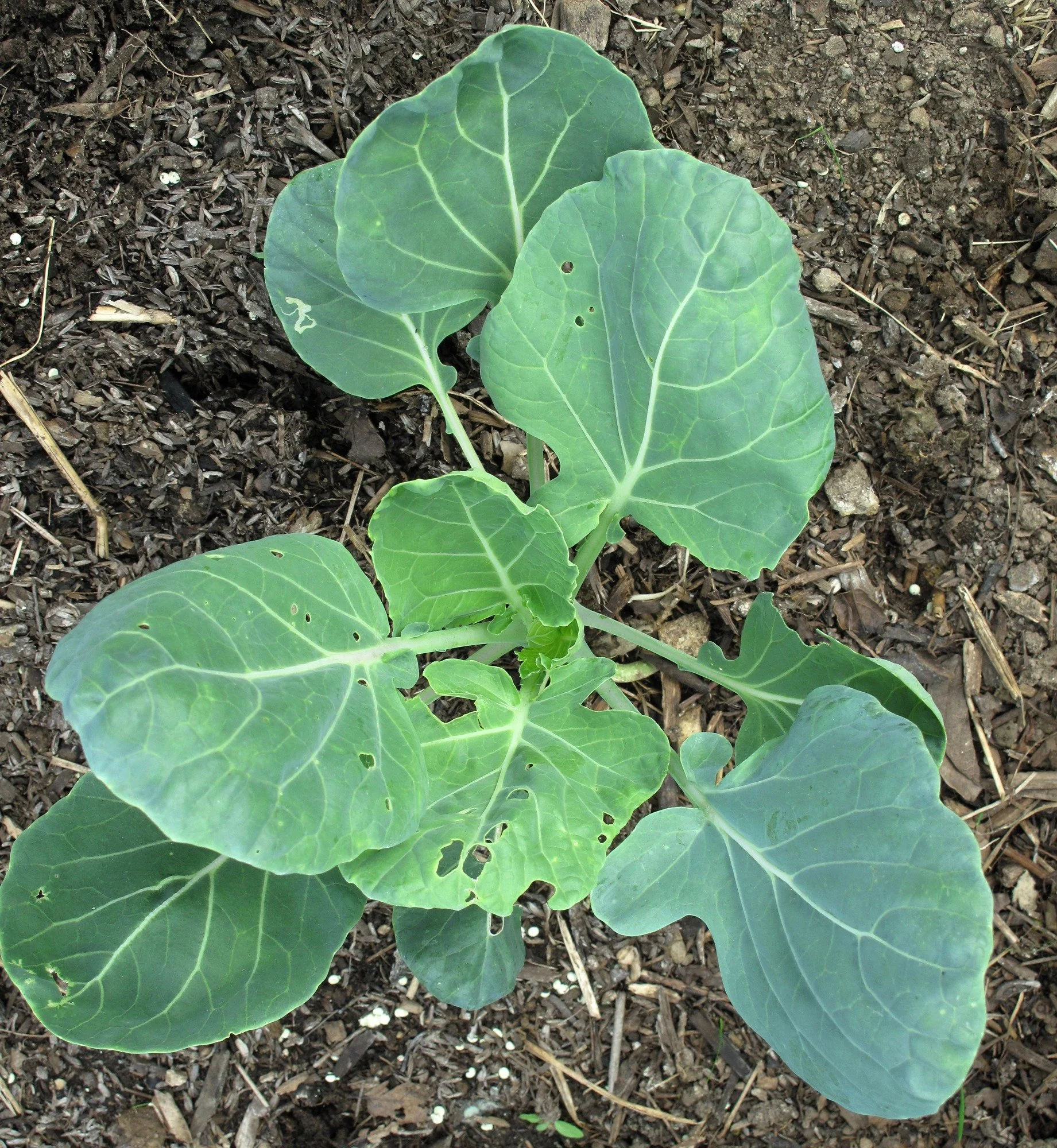 Growing Brussels Sprouts in Santa Cruz County | Cool Climate Guide