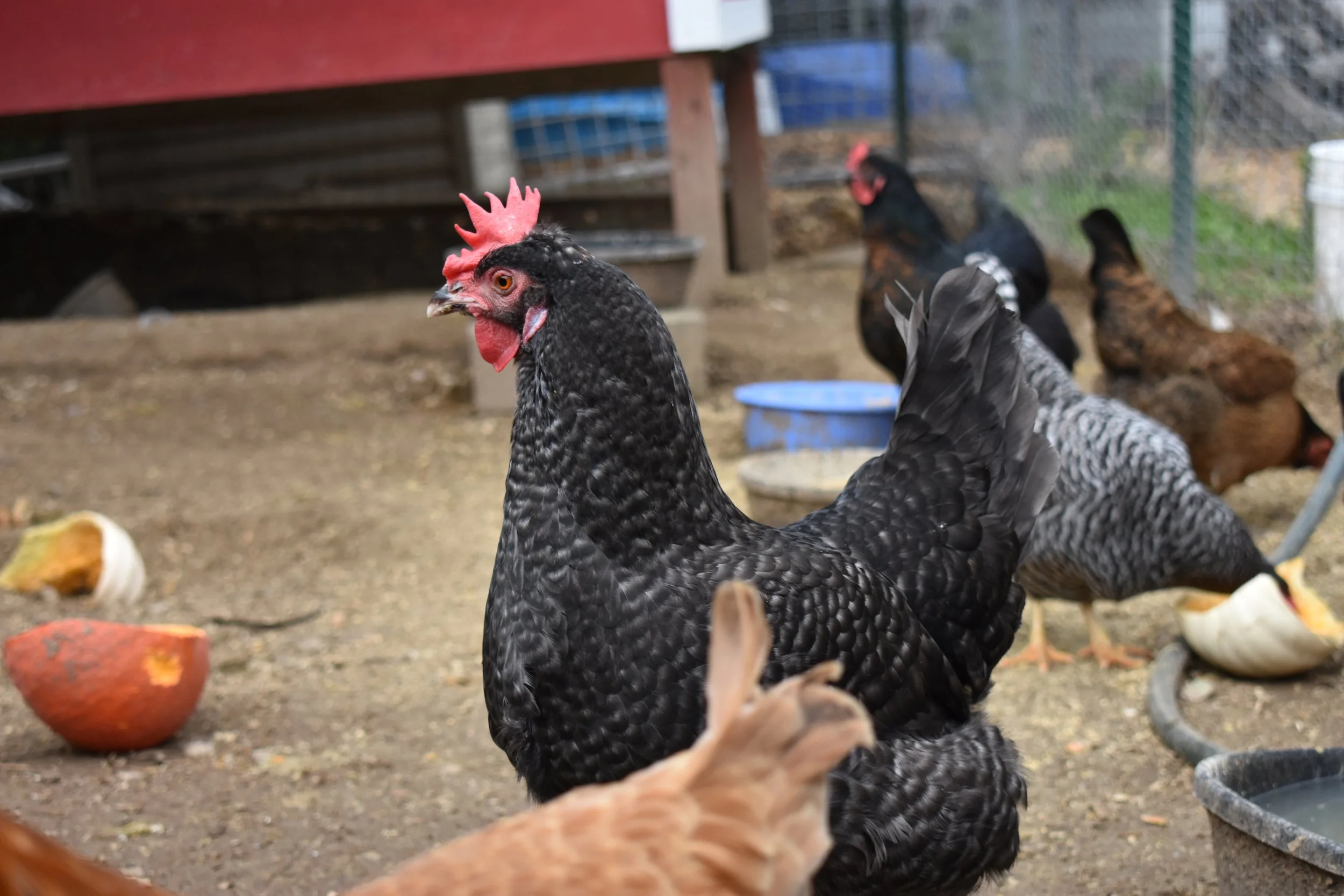 What Kitchen Scraps Are Safe for Chickens and Ducks?