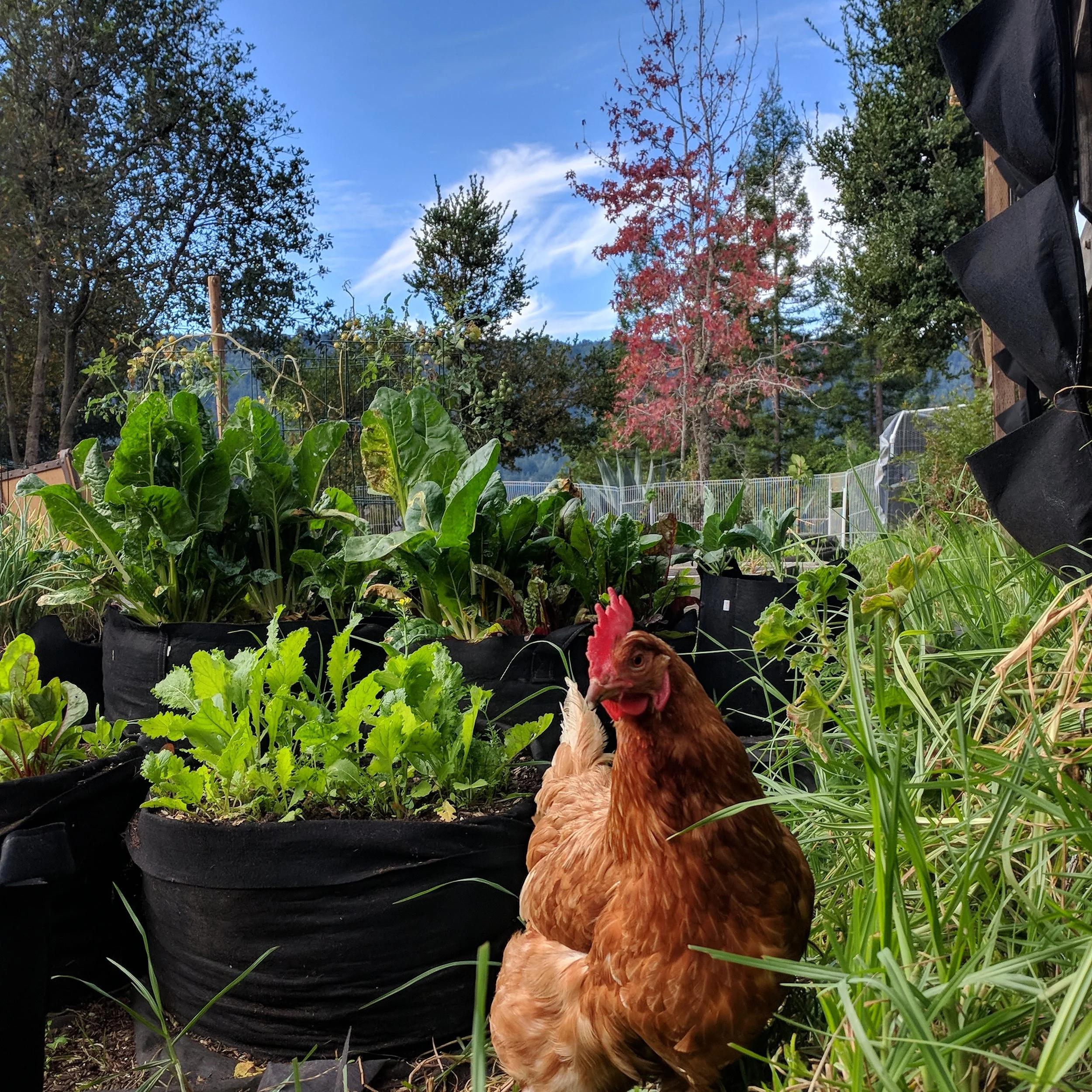 Seasonal Flock Care: Fall and Winter in Coastal CA