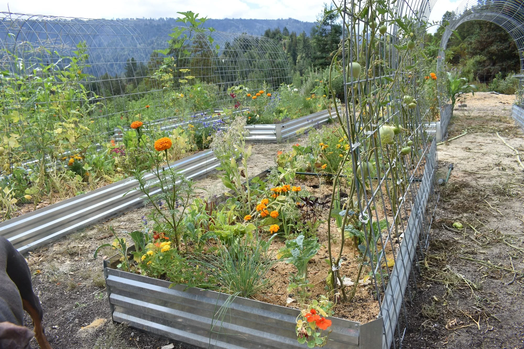 Your August Garden Checklist for Santa Cruz County