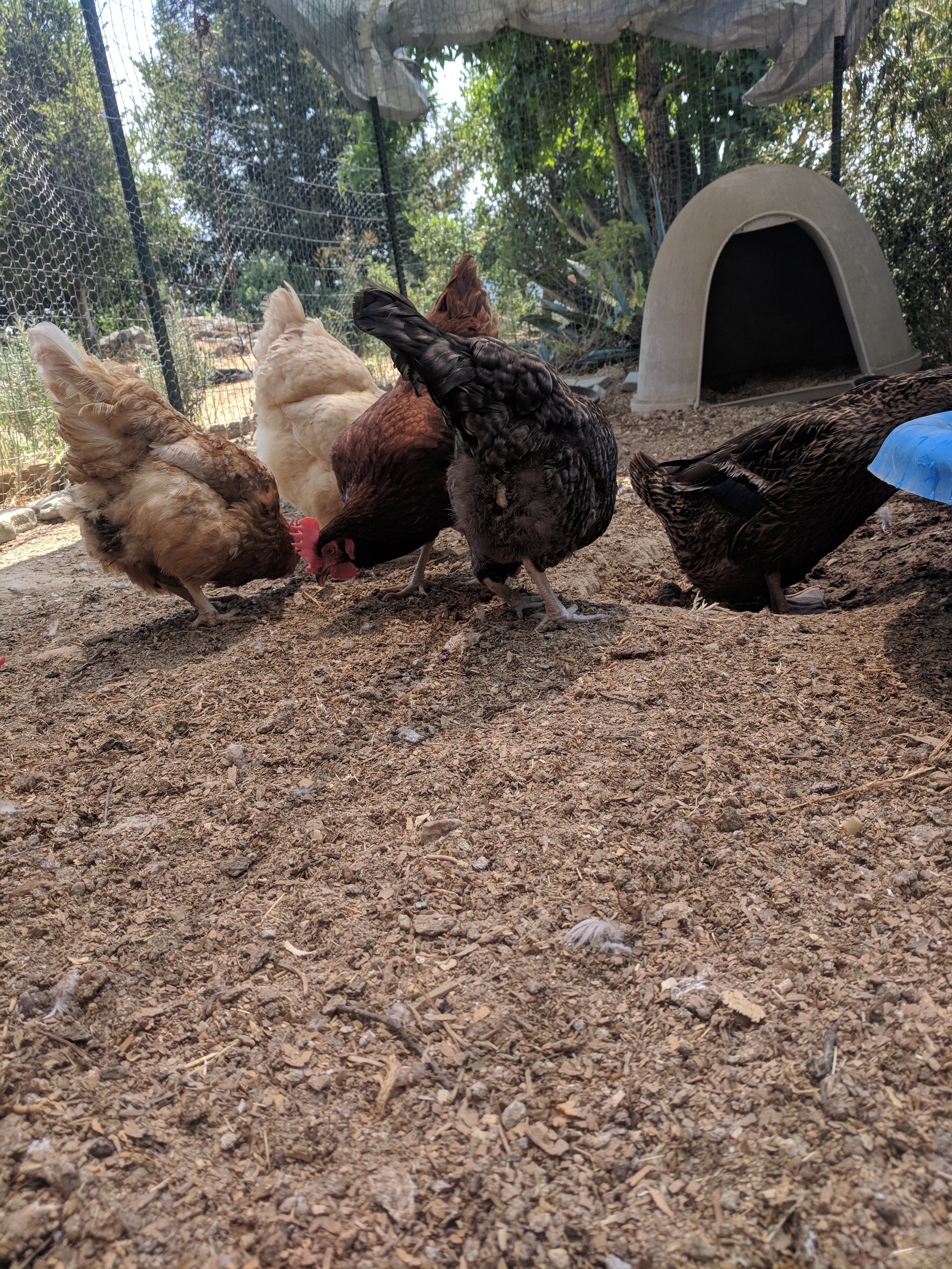 Composting with Chicken and Duck Waste for Raised Beds