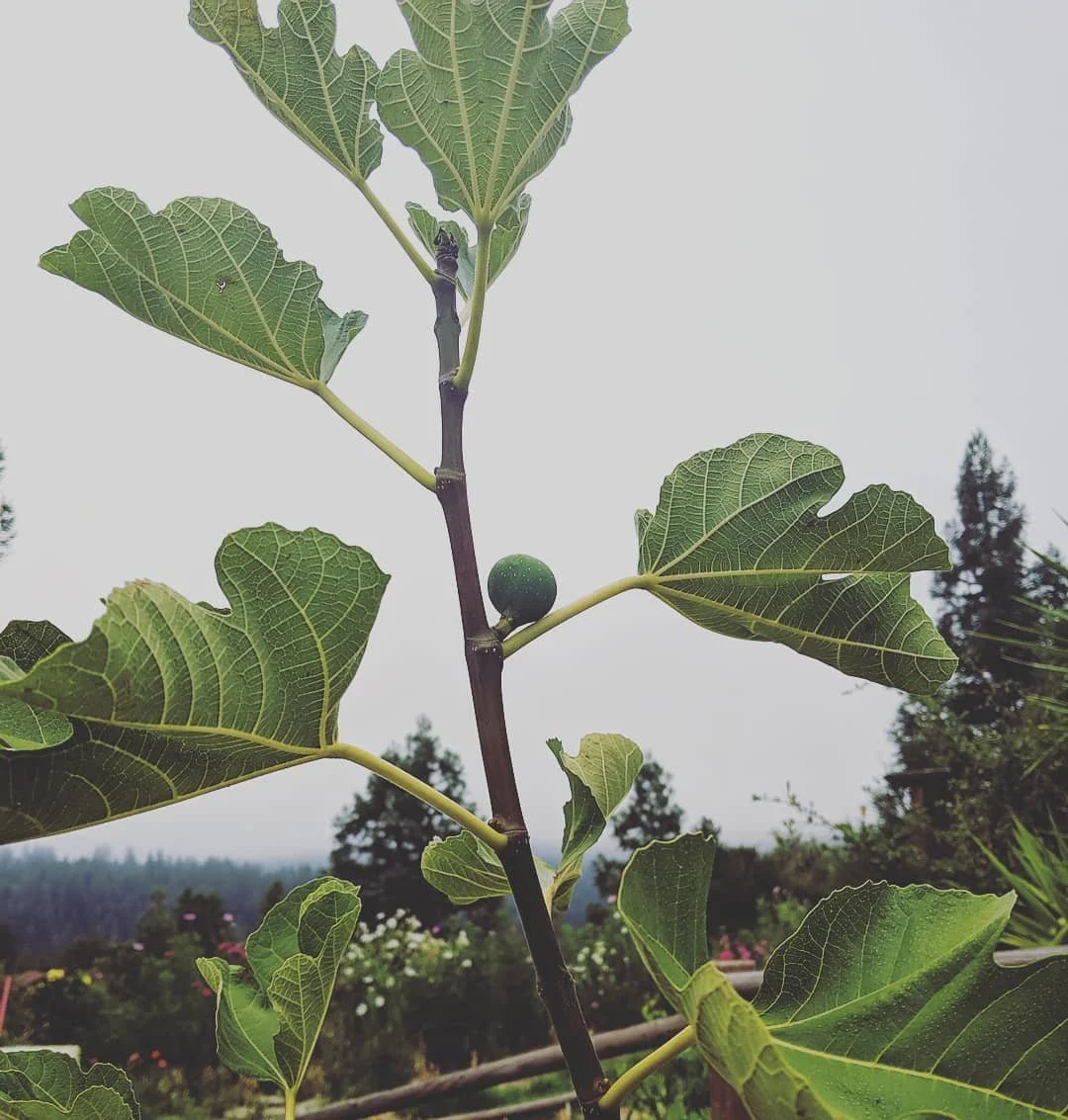 Young fig tree growing in Boulder Creek garden