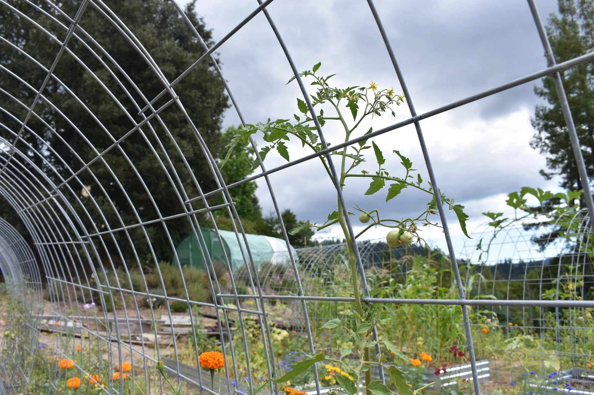 The First Rain Checklist for Santa Cruz County Gardens