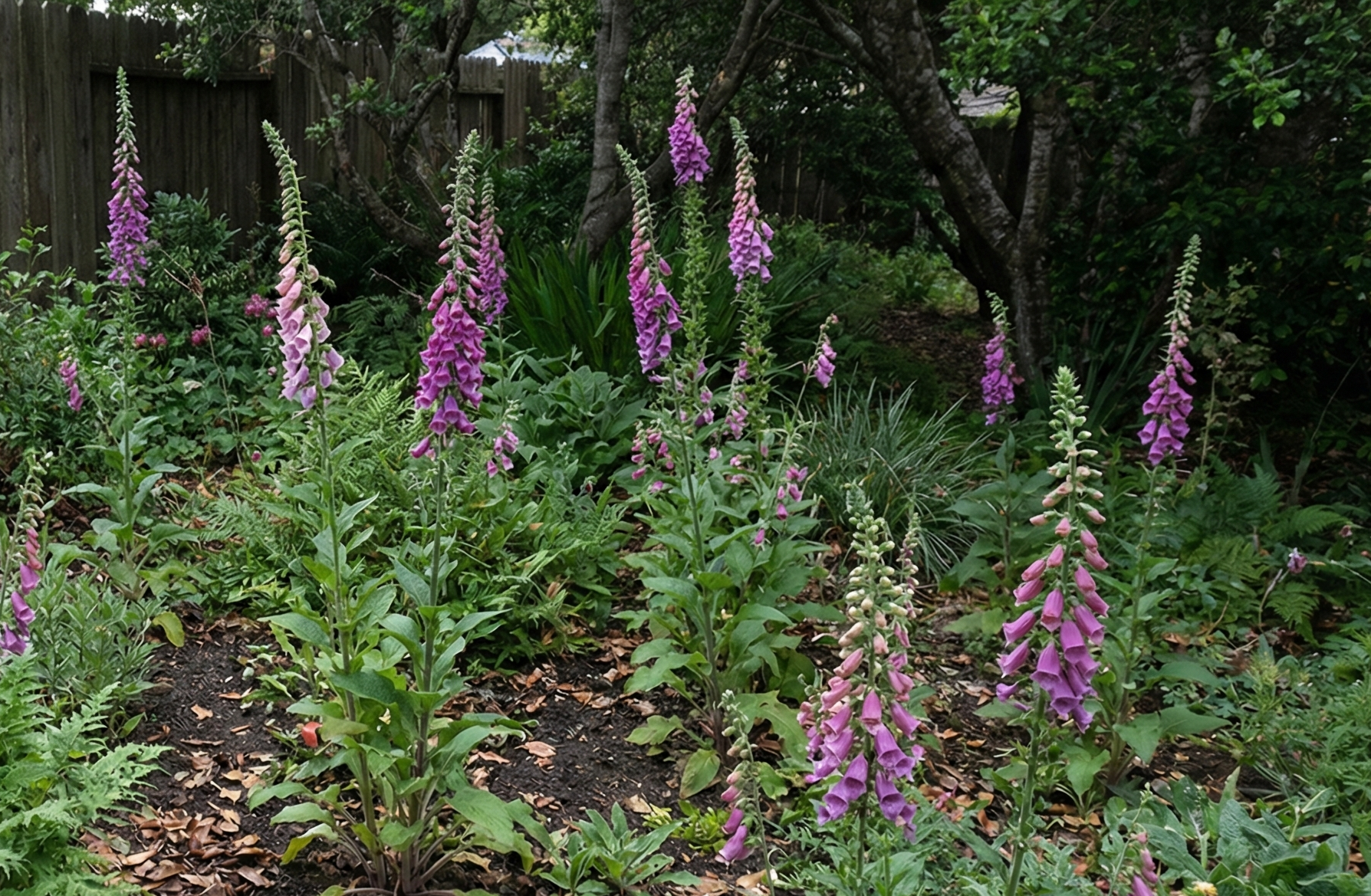 Foxglove volunteers in Felton backyard