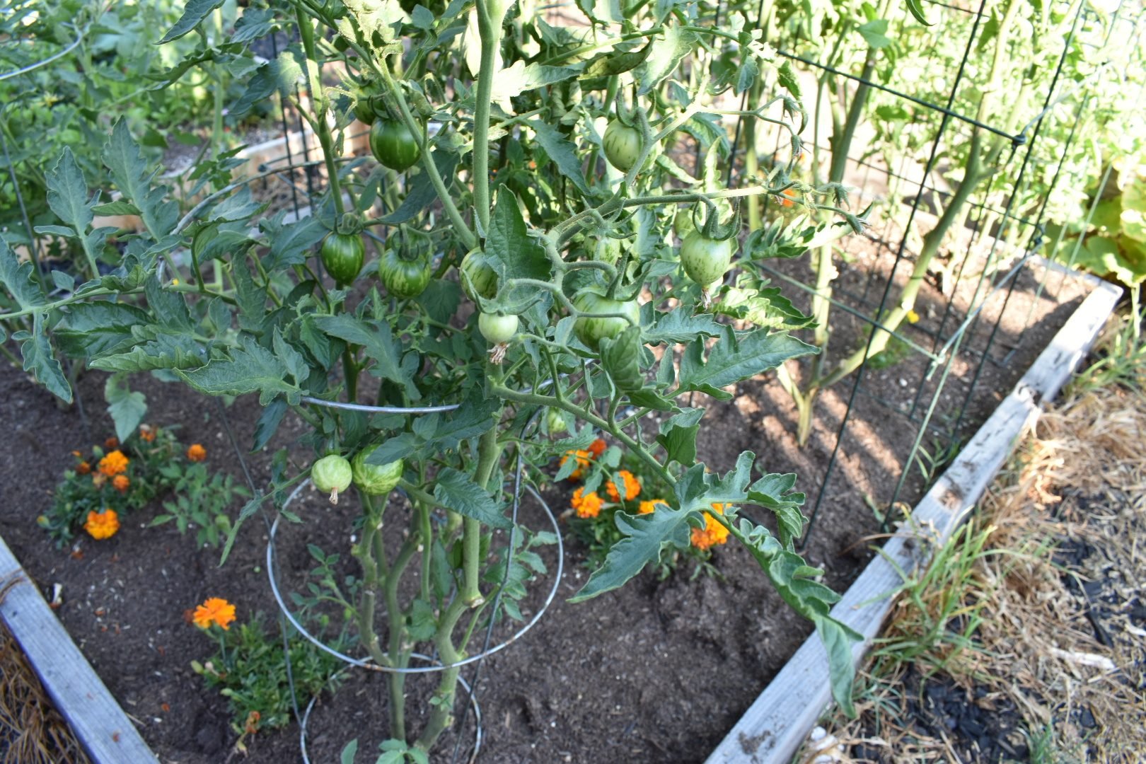 Plants That Repel Garden Pests in California: What the Evidence Actually Supports