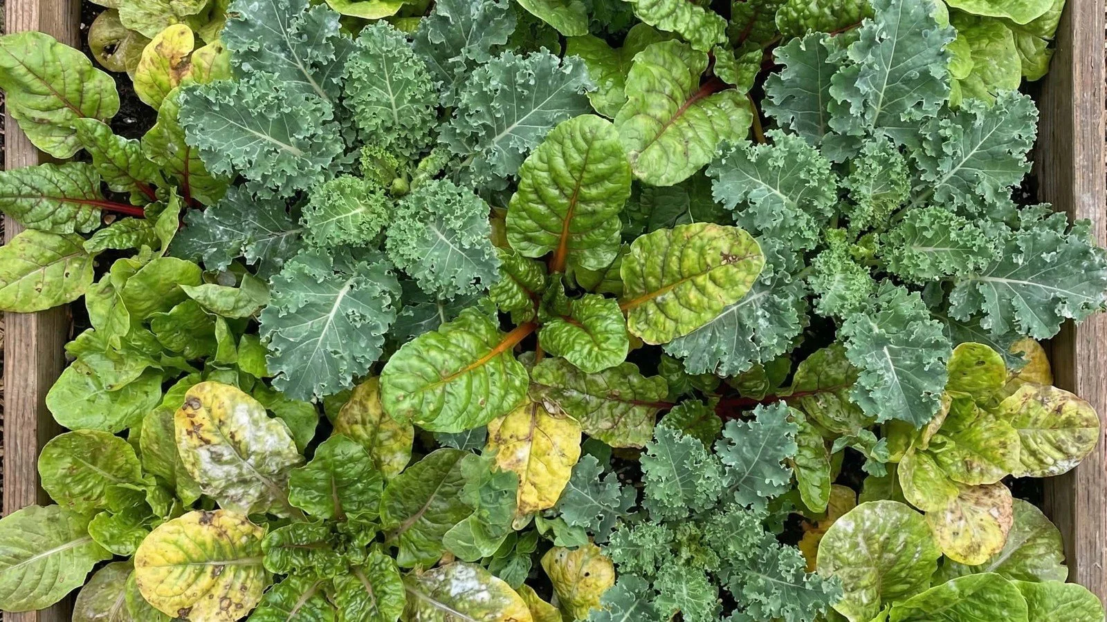 When to Plant What: Understanding Our Year-Round Season