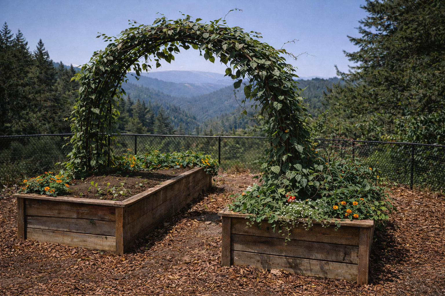 Malabar spinach archway in raised bed garden in Santa Cruz mountains