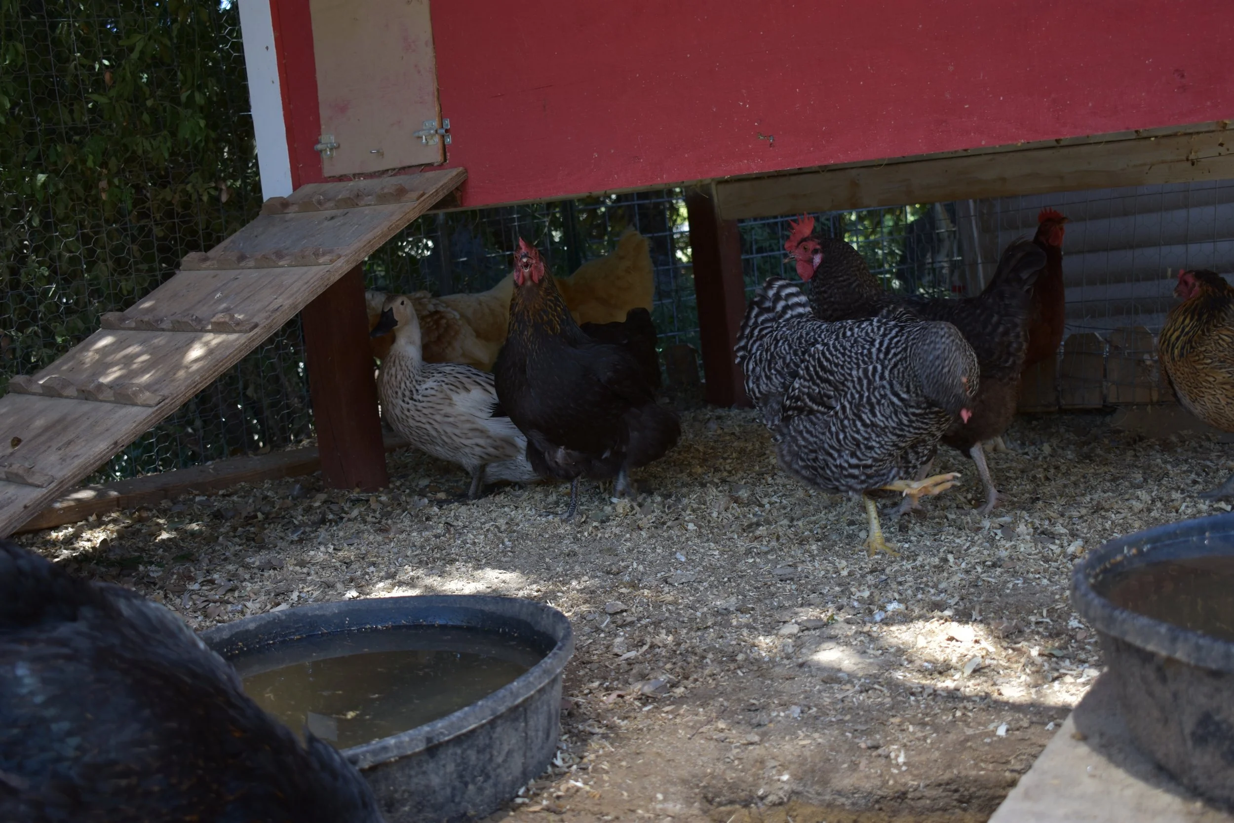 What to Do When a Predator Gets In Your Coop