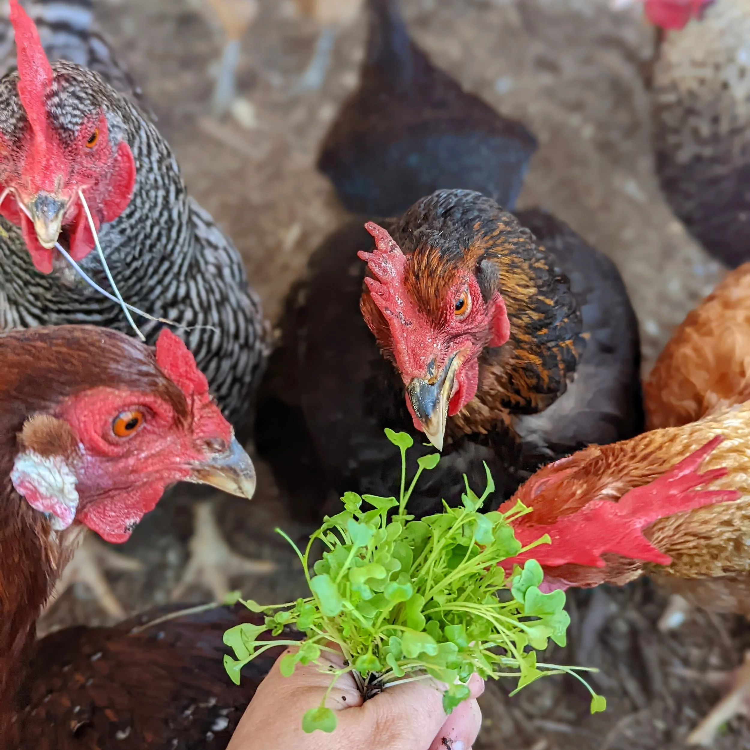 Choosing the Right Breeds for Coastal California Gardens
