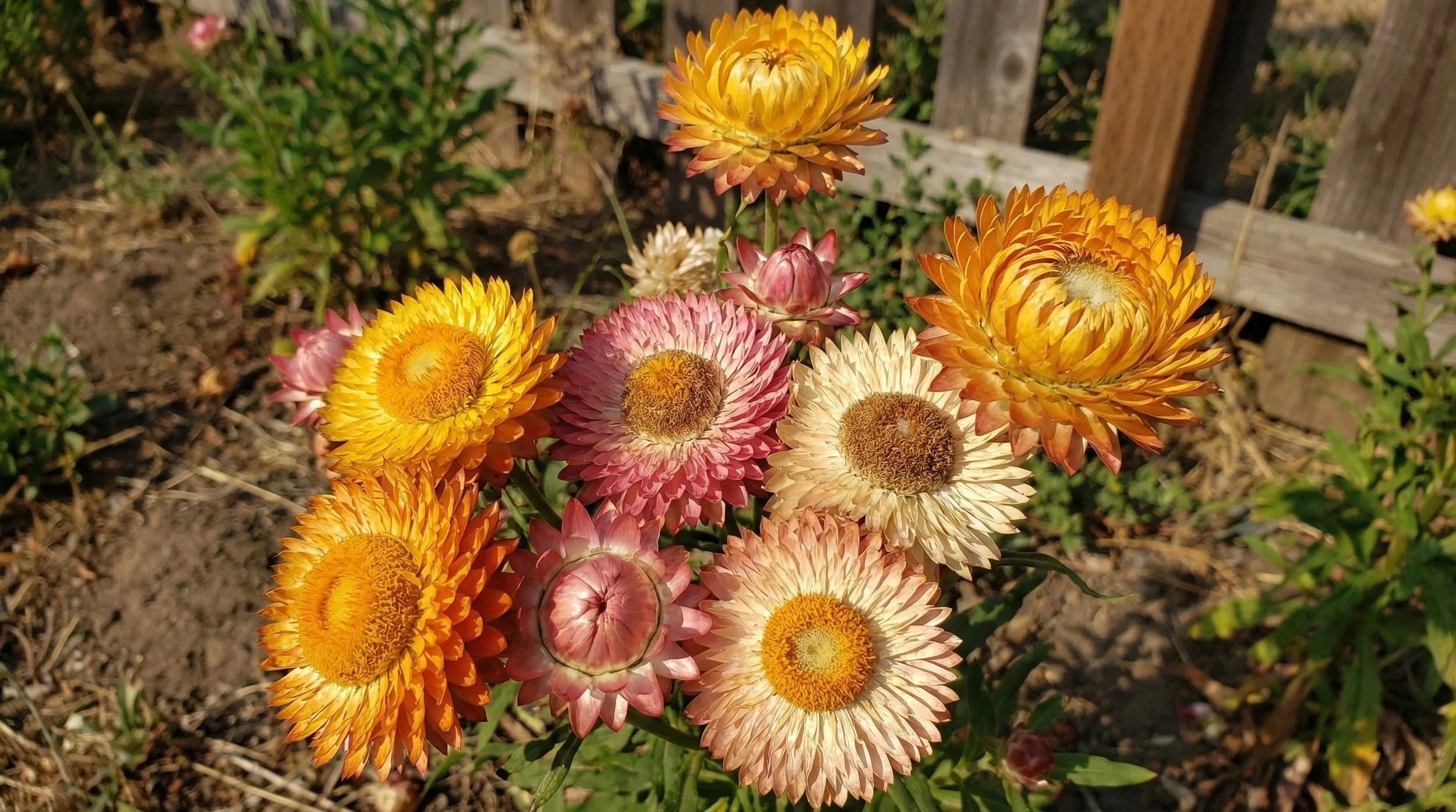 Growing Strawflowers in Santa Cruz County: The Everlasting Cut Flower