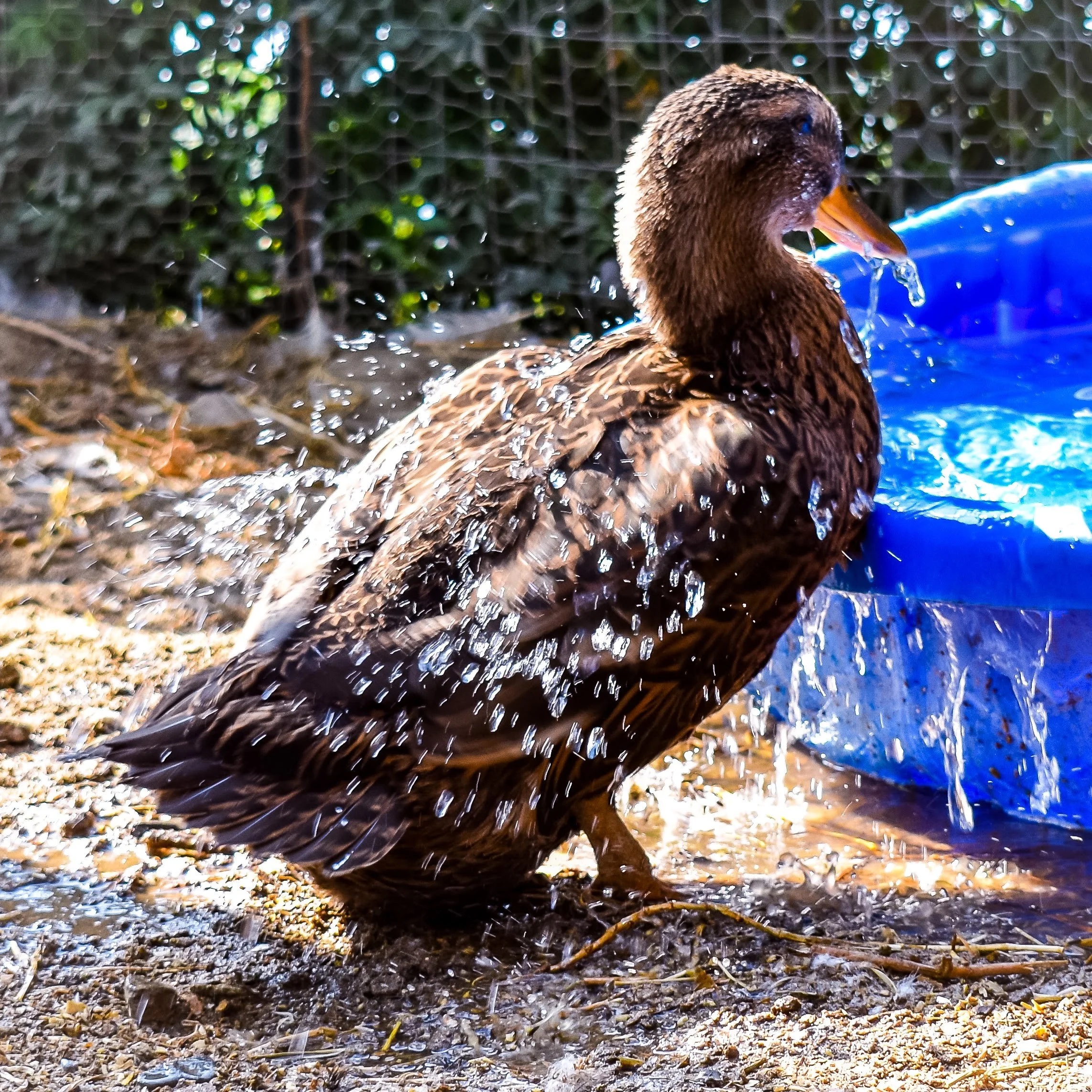 Do I Need a Pond for Backyard Ducks?