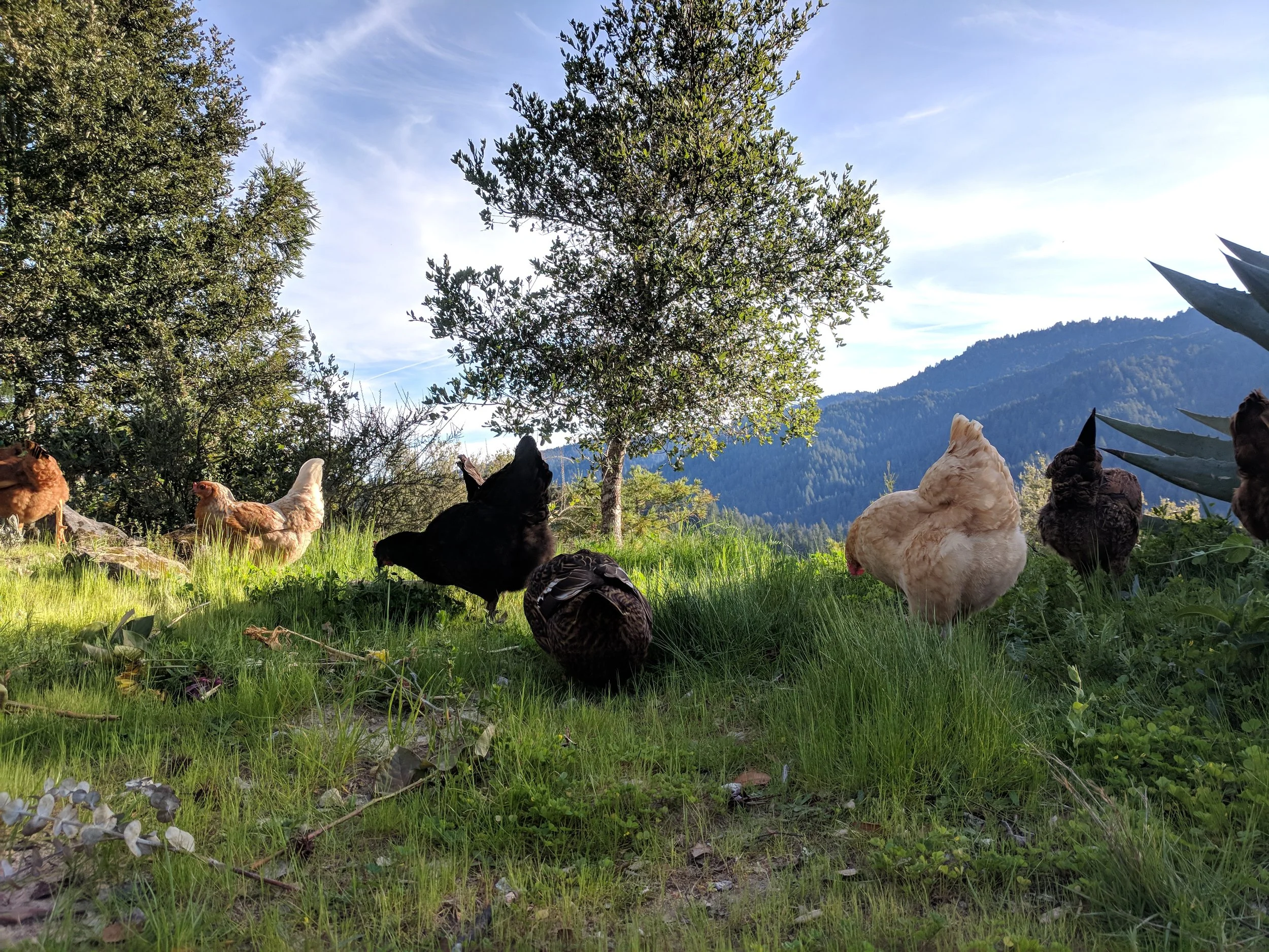 Keeping a Flock in the San Lorenzo Valley