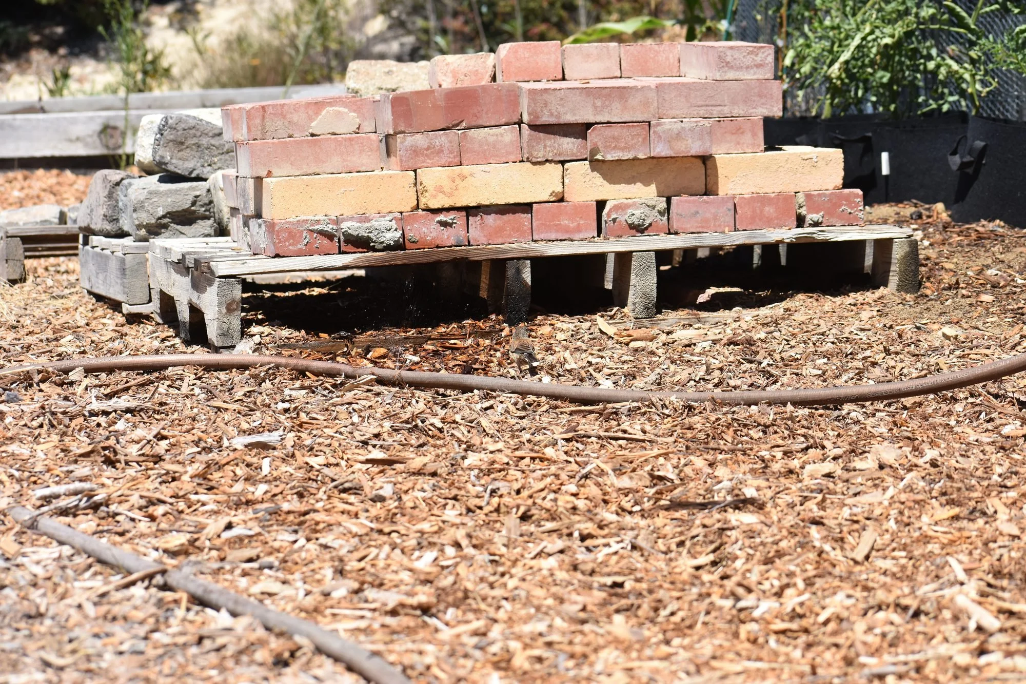 Fire-Wise Landscaping on a Budget