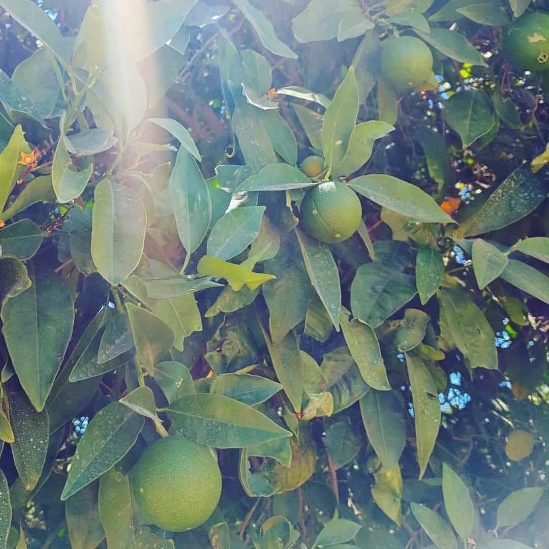 Growing Citrus in Santa Cruz County: What Actually Works (and What Doesn't)