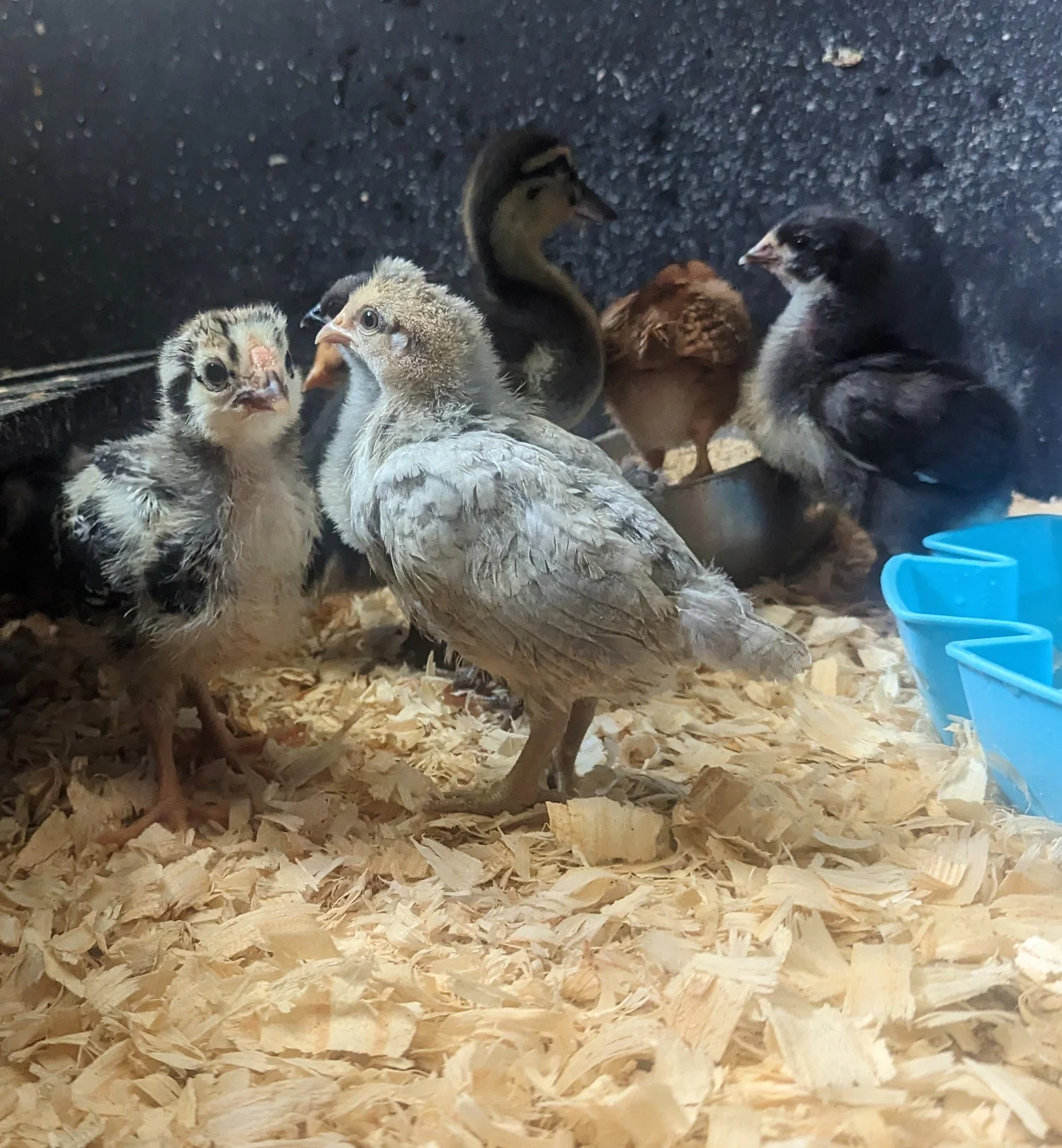 Do Chickens Need a Heat Lamp in Santa Cruz Winters?