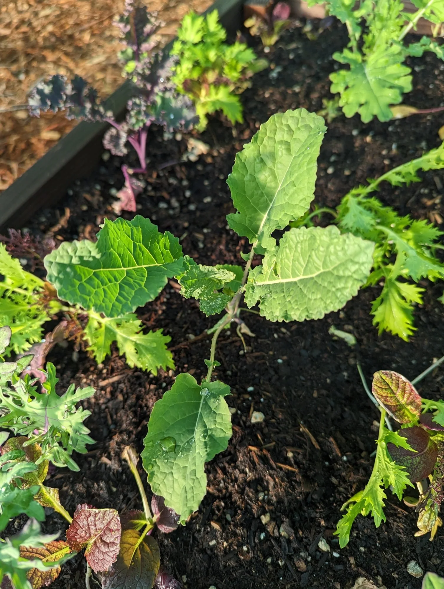 Building a Fall and Winter Garden in Coastal California: The Second Season Most Gardeners Skip