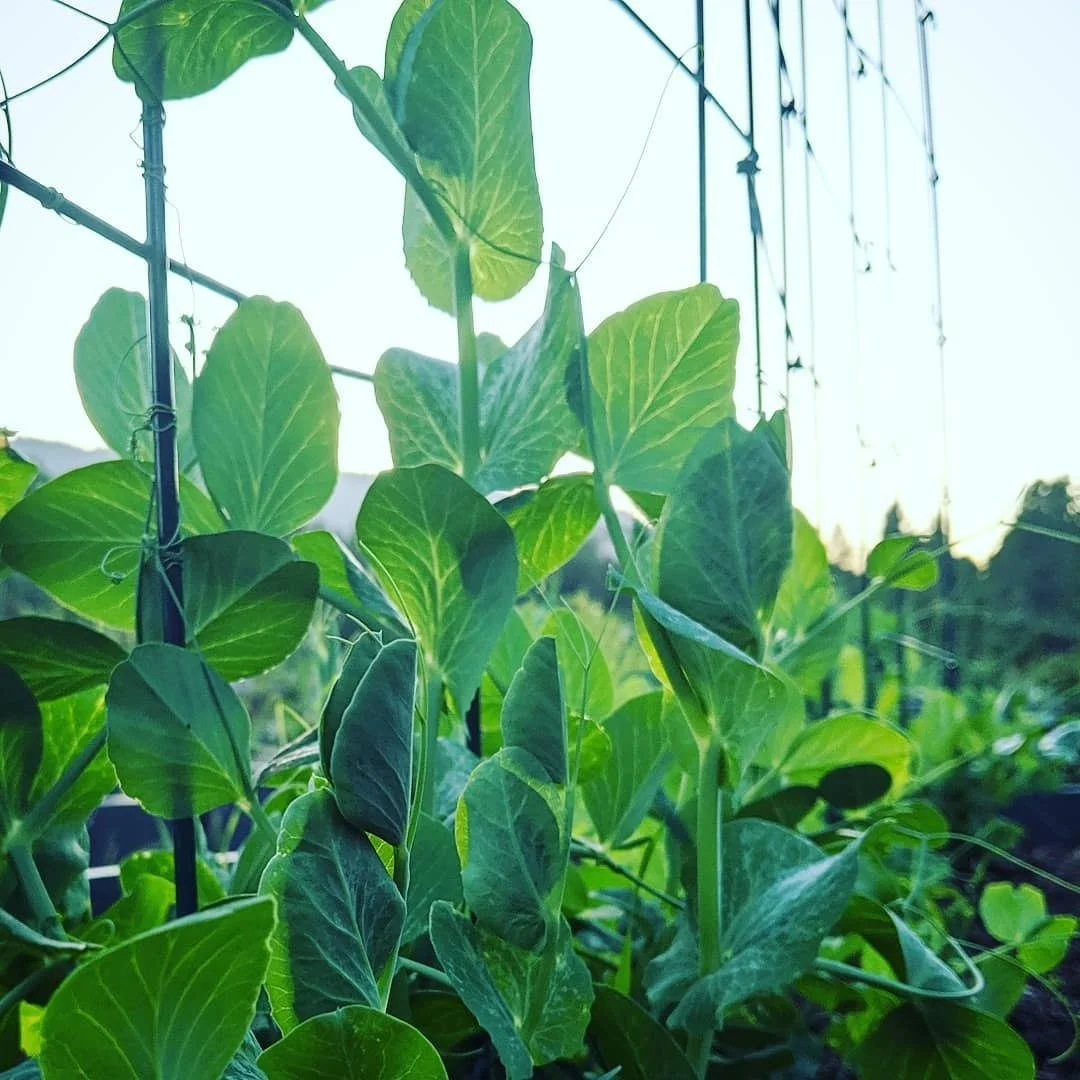 Sugar Snap Peas vs. Snow Peas: Coastal CA Guide