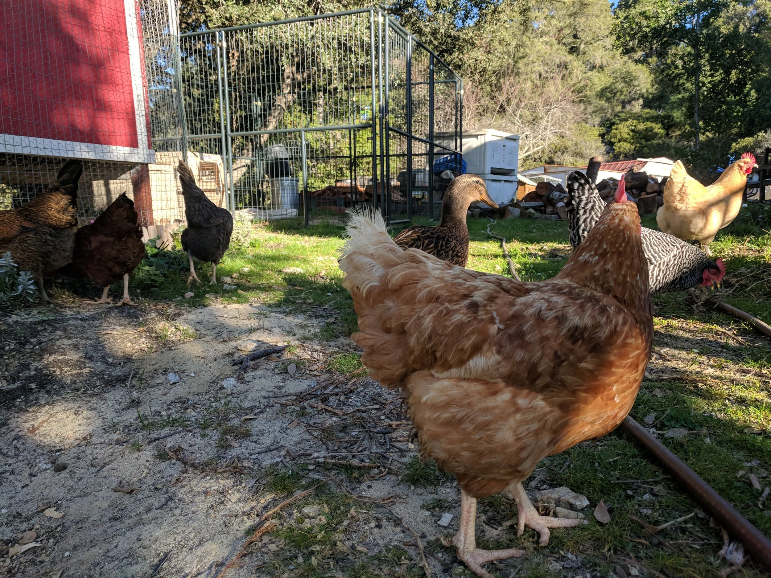 DIY Predator-Proof Coop and Run Plans for a Small Santa Cruz Lot