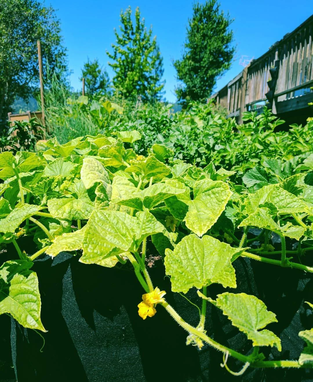 10 Best Companion Plants for Cucumbers in California