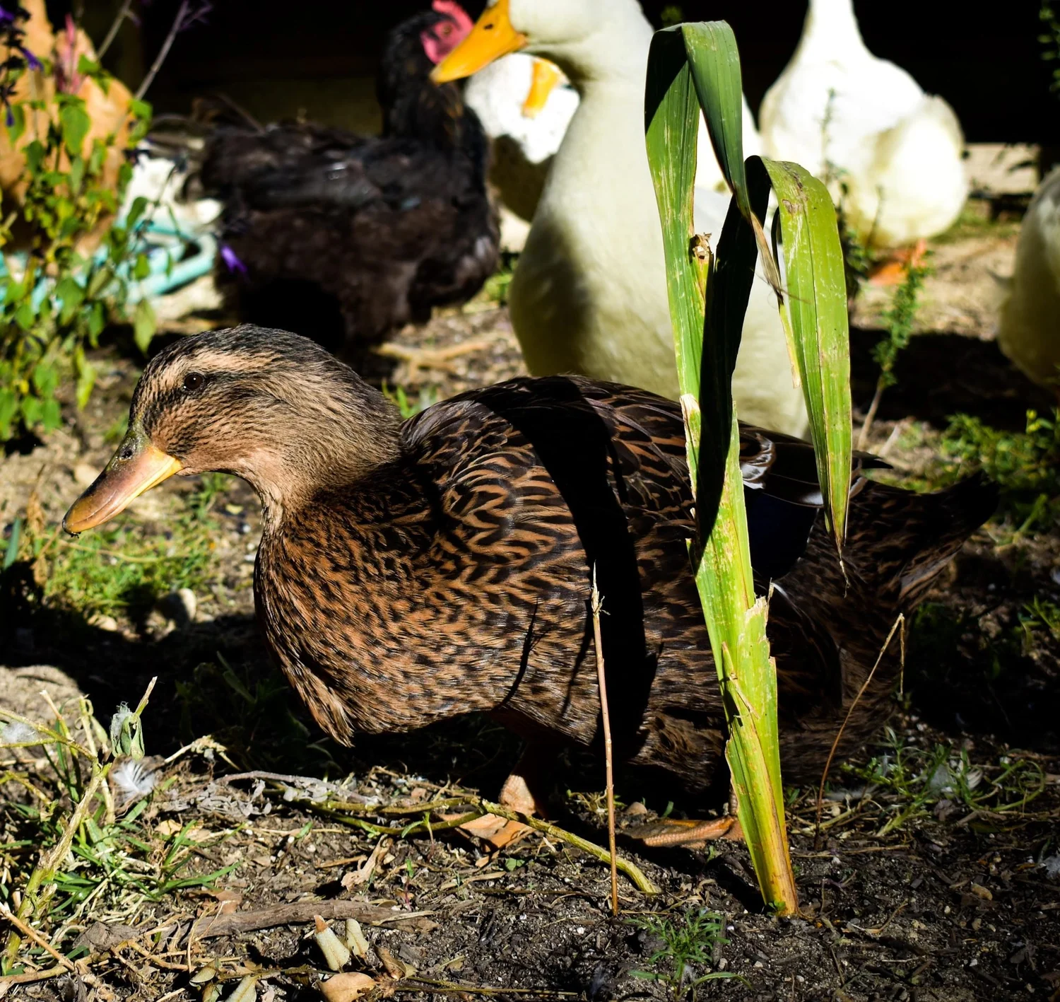 Keeping Ducks in Your California Garden: Water, Ponds, Slug Patrol