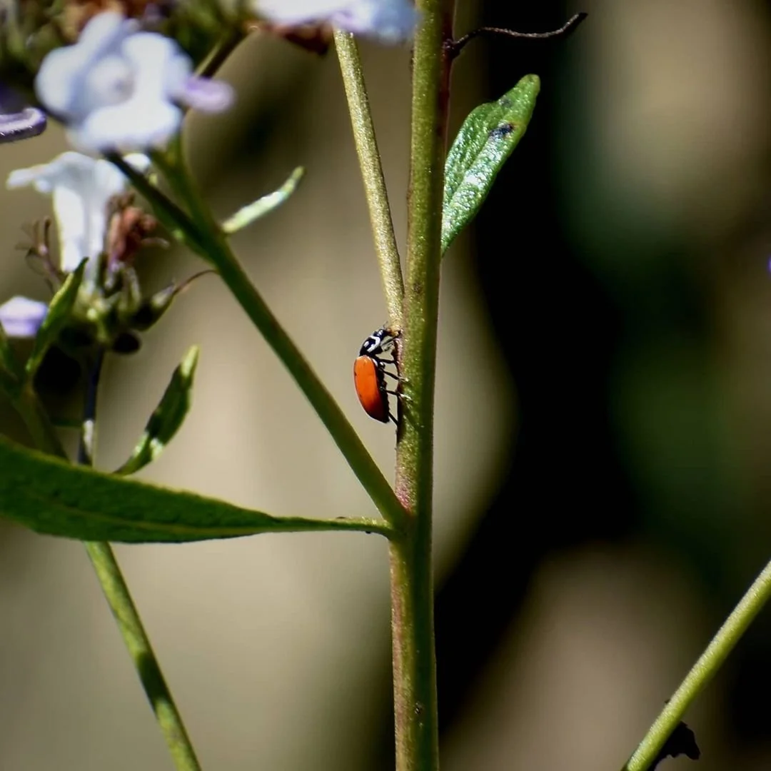 Will Bought Ladybugs Stay in Your Garden? (Nope)