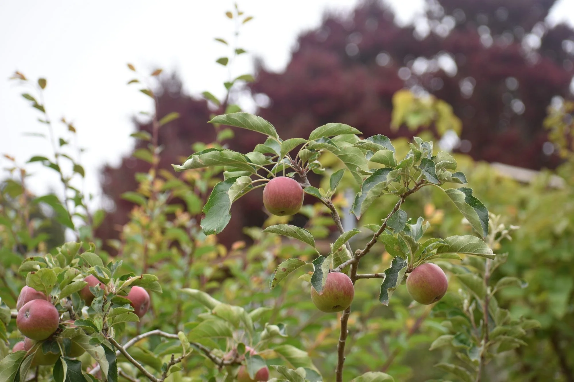 Growing Heritage Apples in the San Lorenzo Valley