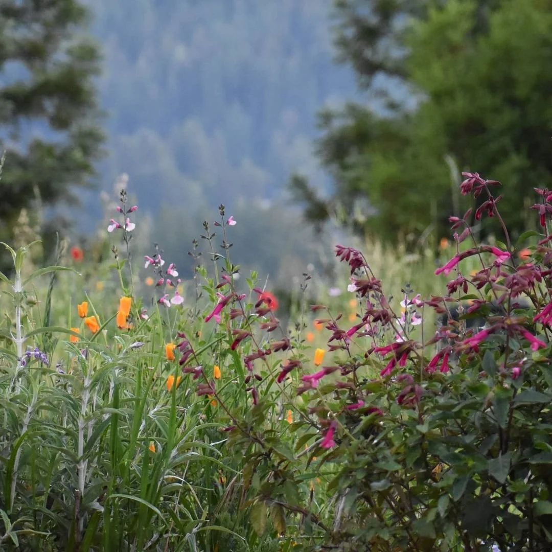 Salvias and California poppies blooming against a misty forested hillside