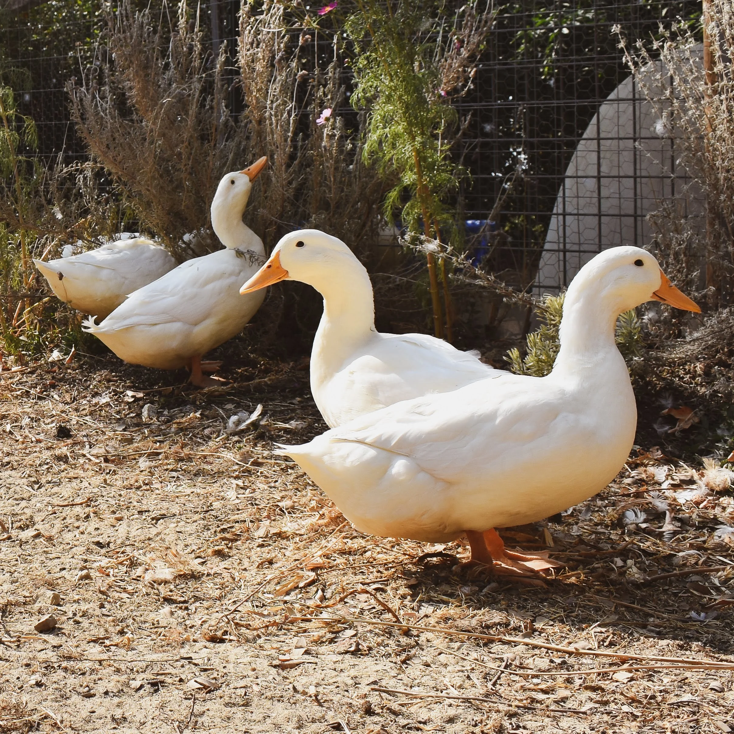 Best Duck Breeds for the Santa Cruz Fog Belt