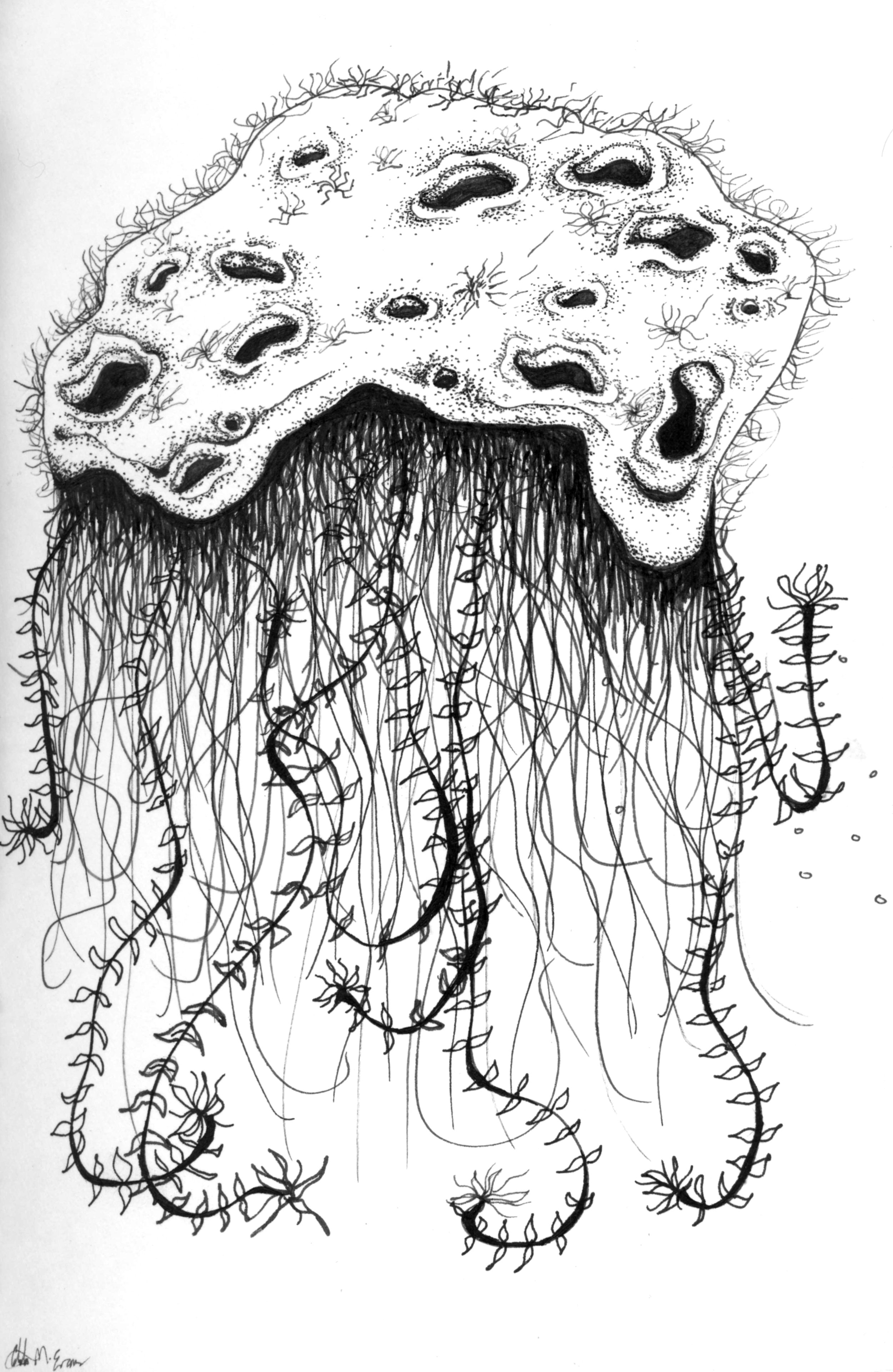 16 jellyfish mushroom.jpg