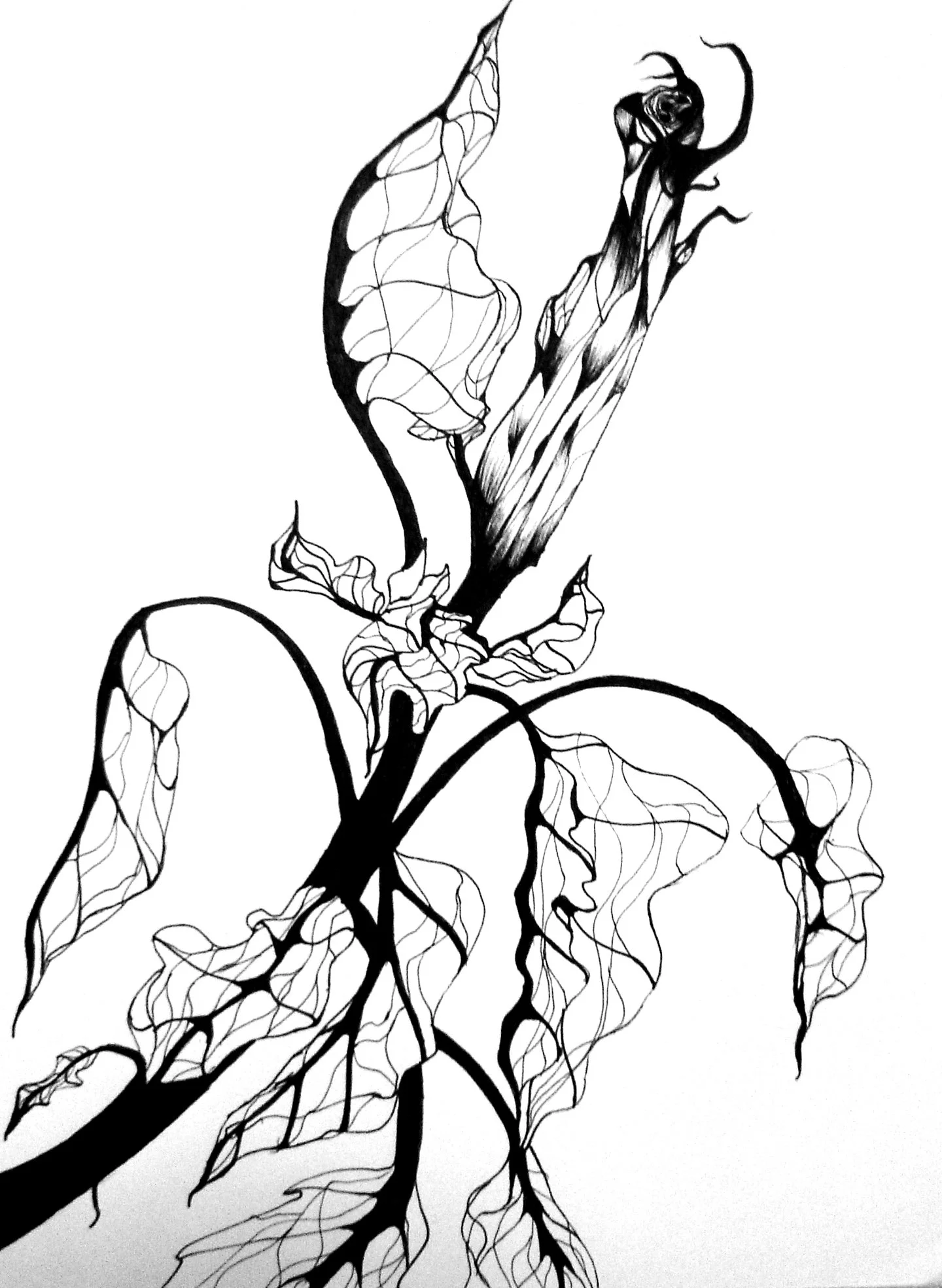 9 datura.jpg